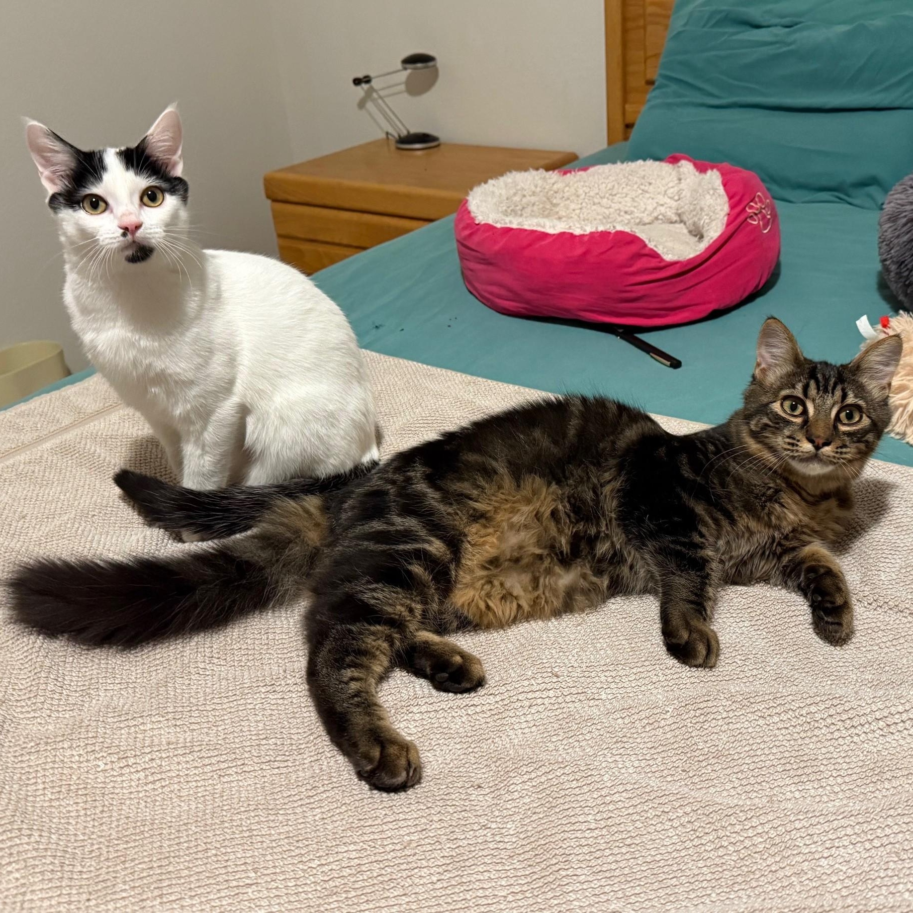 Enlarge Bluebell and Ivy, a Adoptable Domestic Short Hair in Renton , WA image 1/6