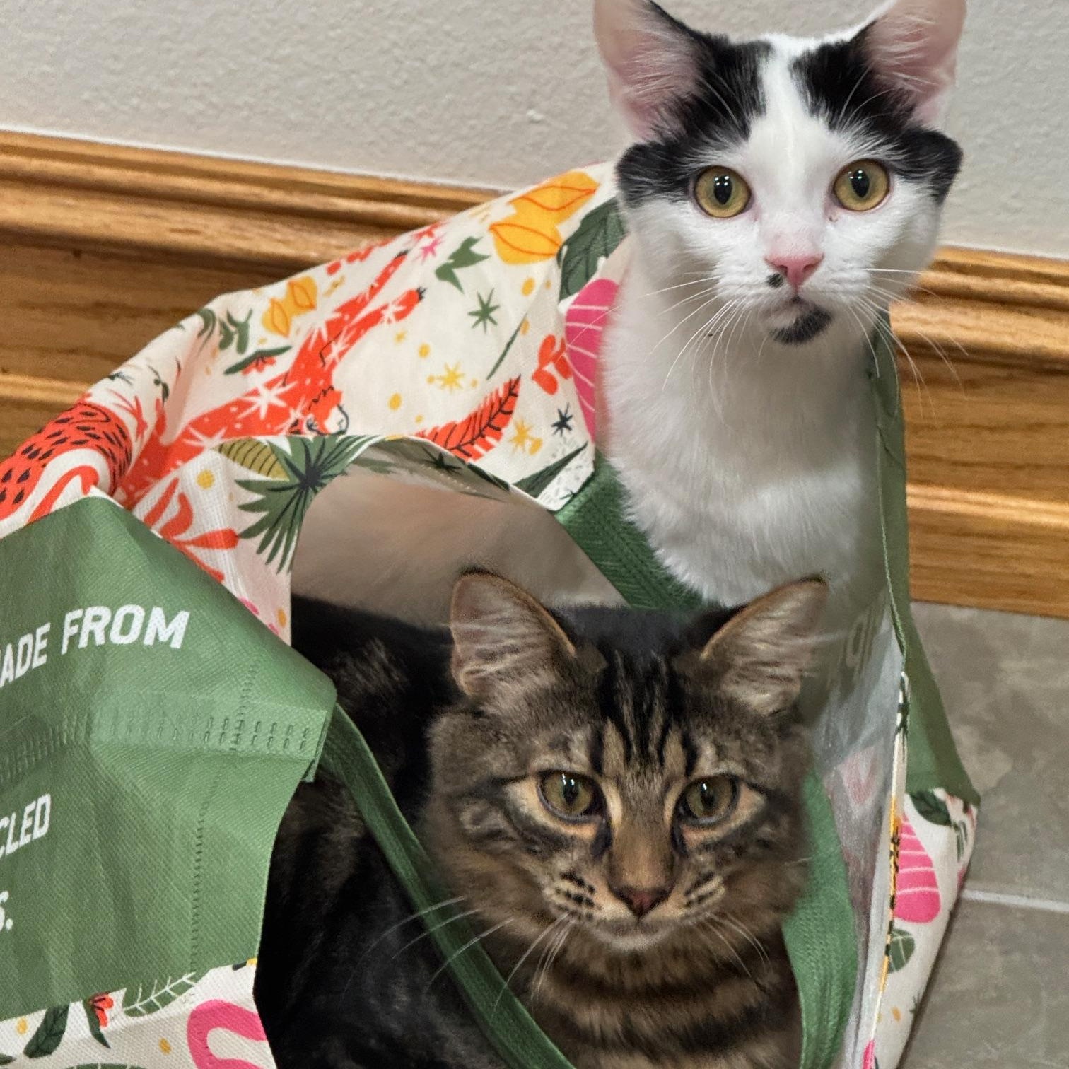 Enlarge Bluebell and Ivy, a Adoptable Domestic Short Hair in Renton , WA image 3/6