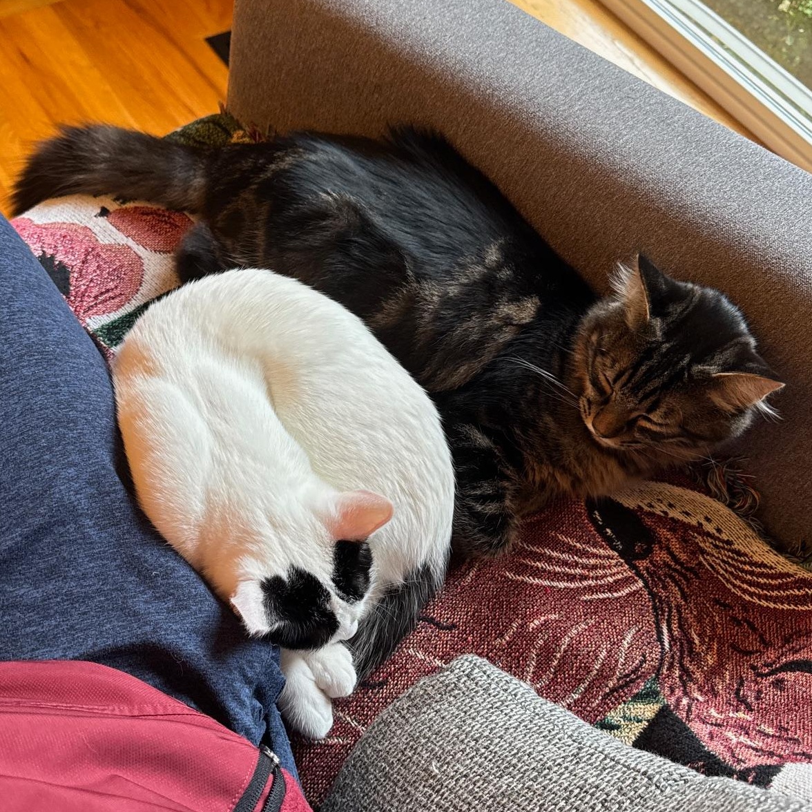 Enlarge Bluebell and Ivy, a Adoptable Domestic Short Hair in Renton , WA image 6/6