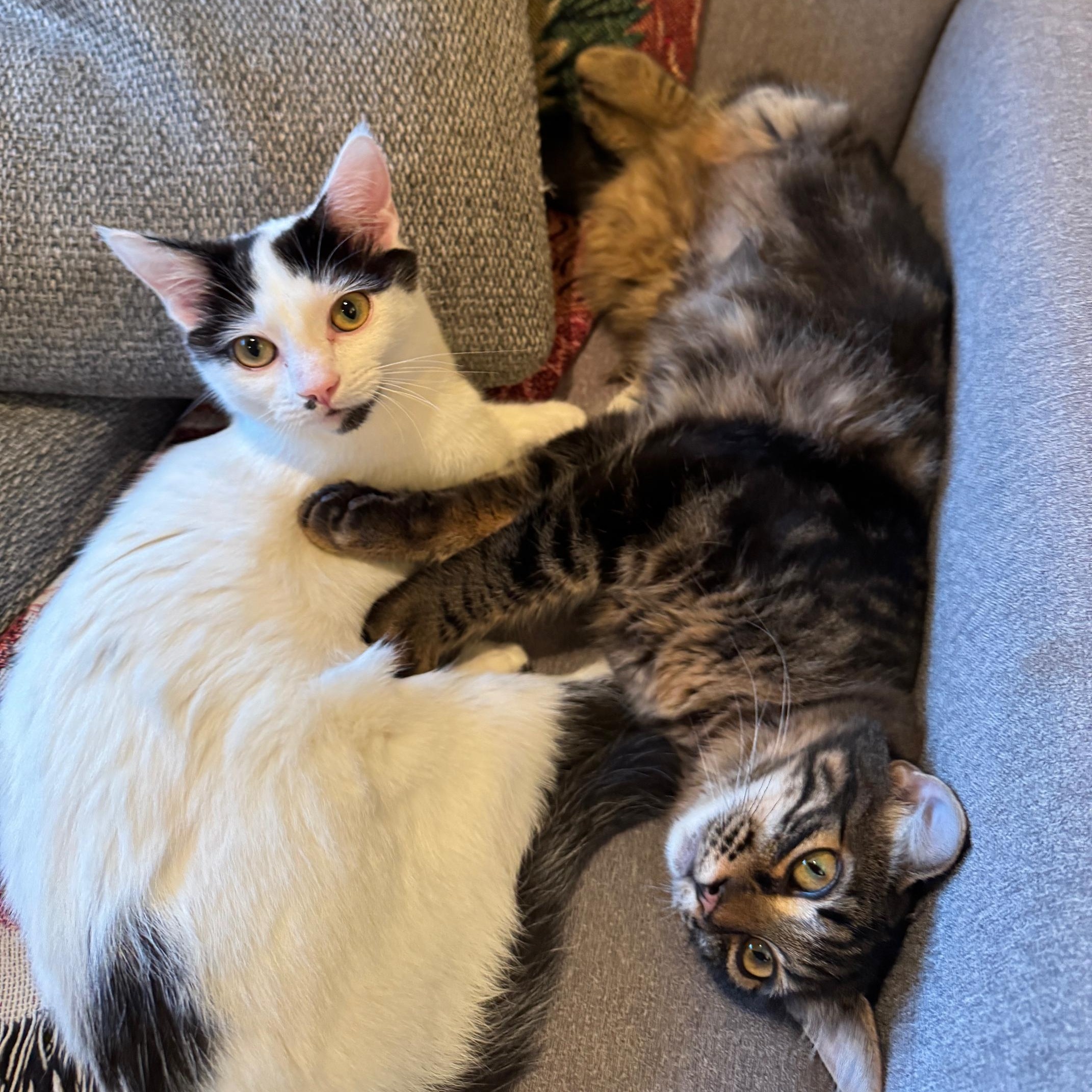 Enlarge Bluebell and Ivy, a Adoptable Domestic Short Hair in Renton , WA image 2/6