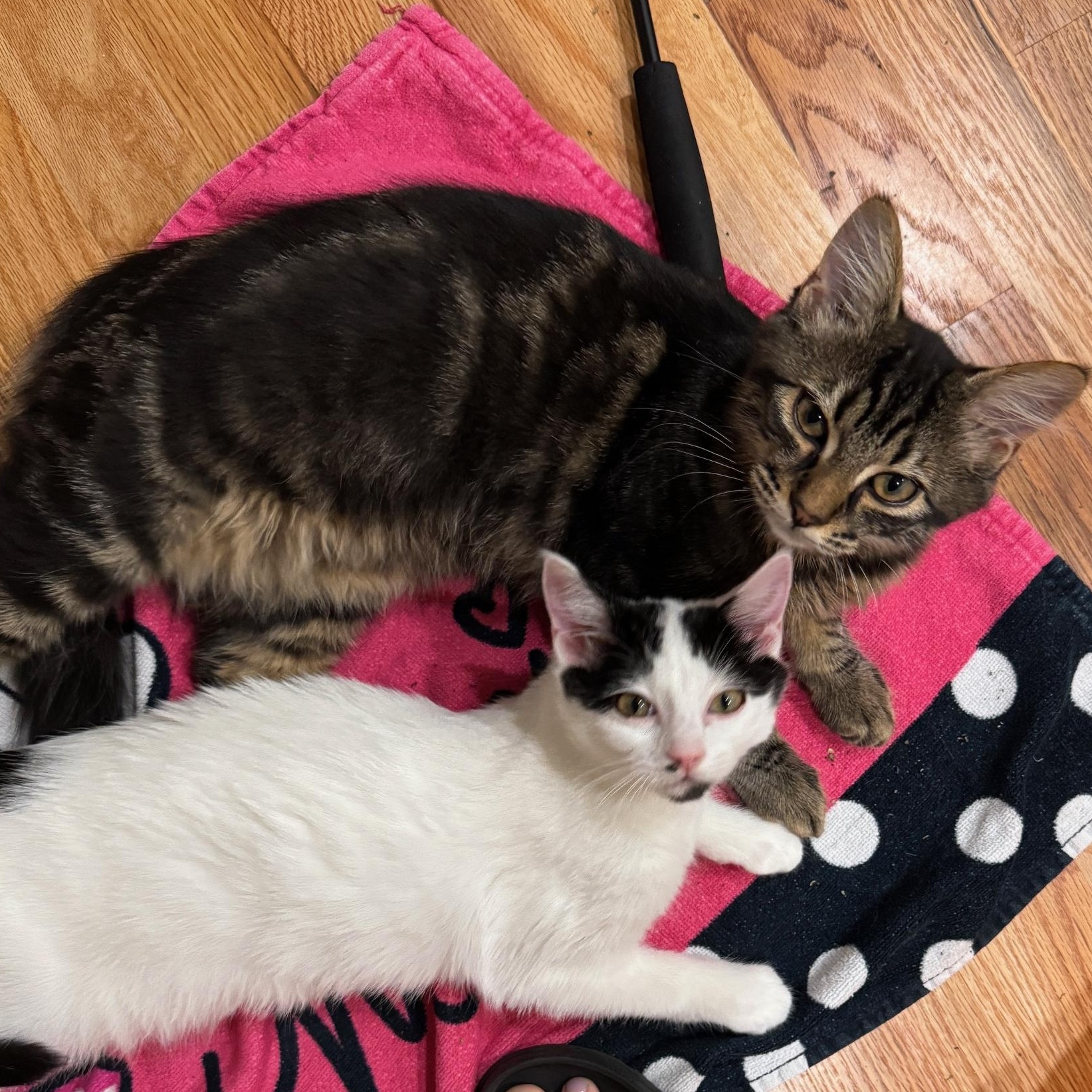 Enlarge Bluebell and Ivy, a Adoptable Domestic Short Hair in Renton , WA image 4/6