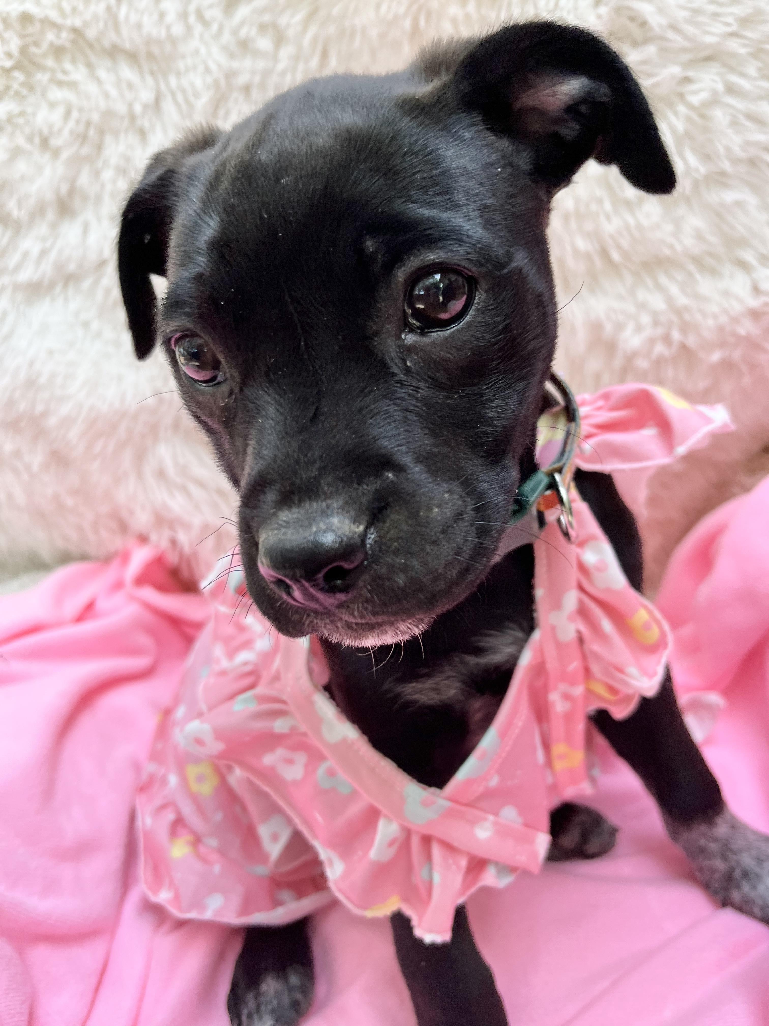 Enlarge Dahlia Mae, a ADOPTABLE mixed breed in Murfreesboro, TN image 3/4