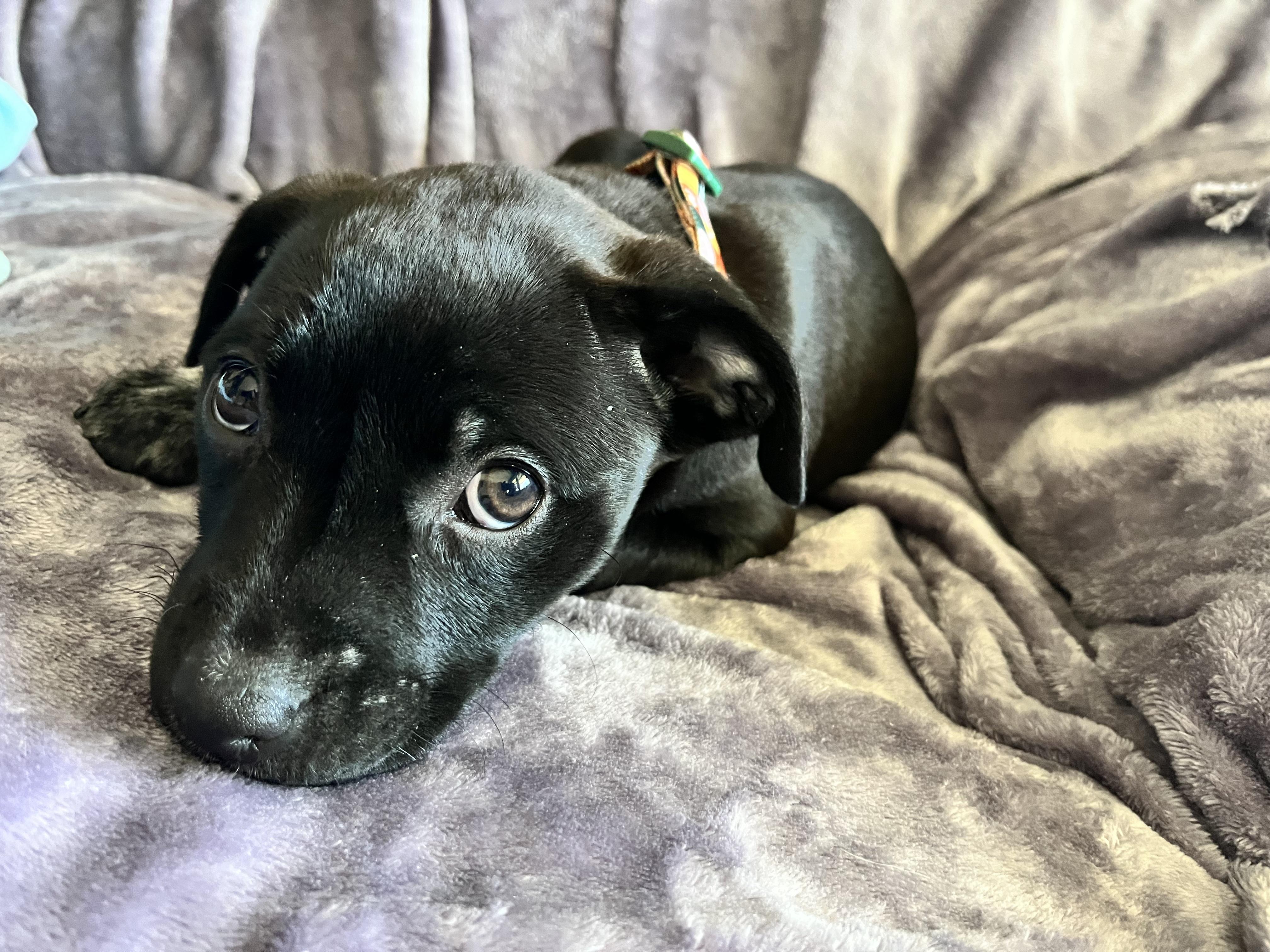 Enlarge Dahlia Mae, a ADOPTABLE mixed breed in Murfreesboro, TN image 4/4