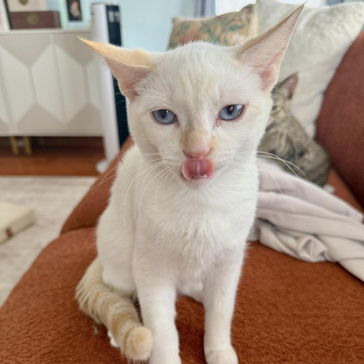 Enlarge Eloise, a Adoptable Domestic Short Hair in Los Angeles, CA image 4/6