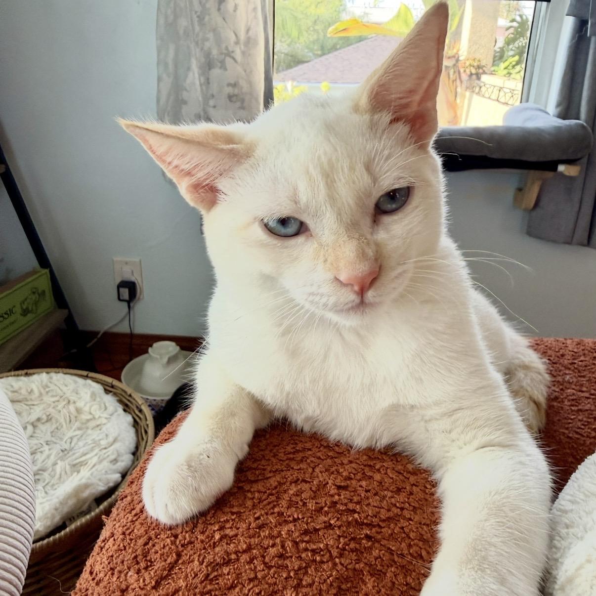 Enlarge Eloise, a Adoptable Domestic Short Hair in Los Angeles, CA image 5/6