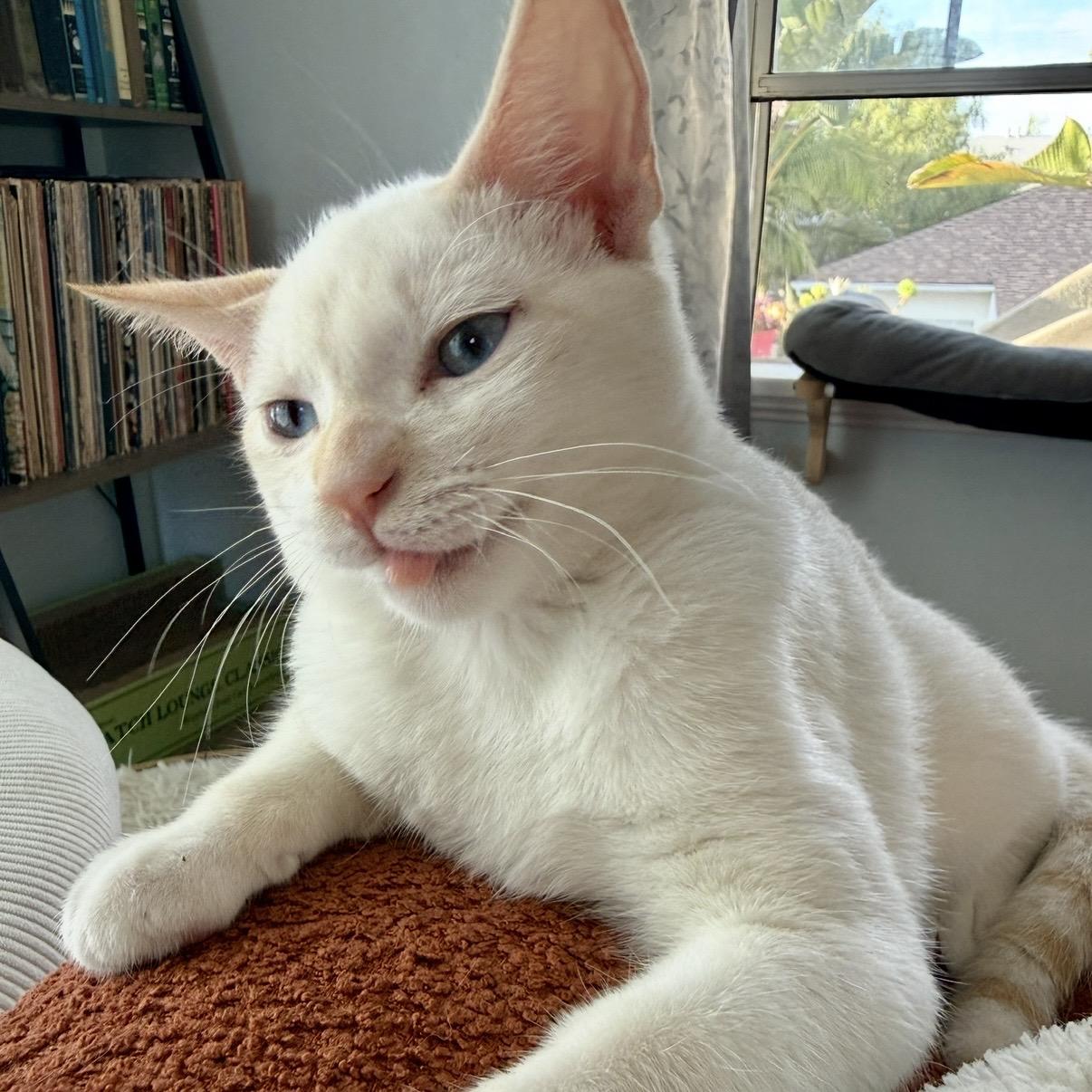 Enlarge Eloise, a Adoptable Domestic Short Hair in Los Angeles, CA image 3/6