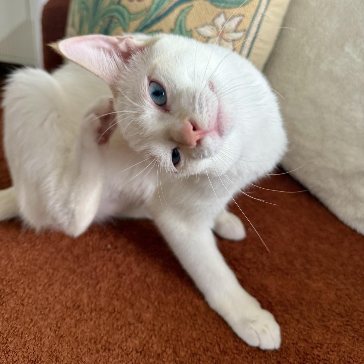 Enlarge Eloise, a Adoptable Domestic Short Hair in Los Angeles, CA image 6/6