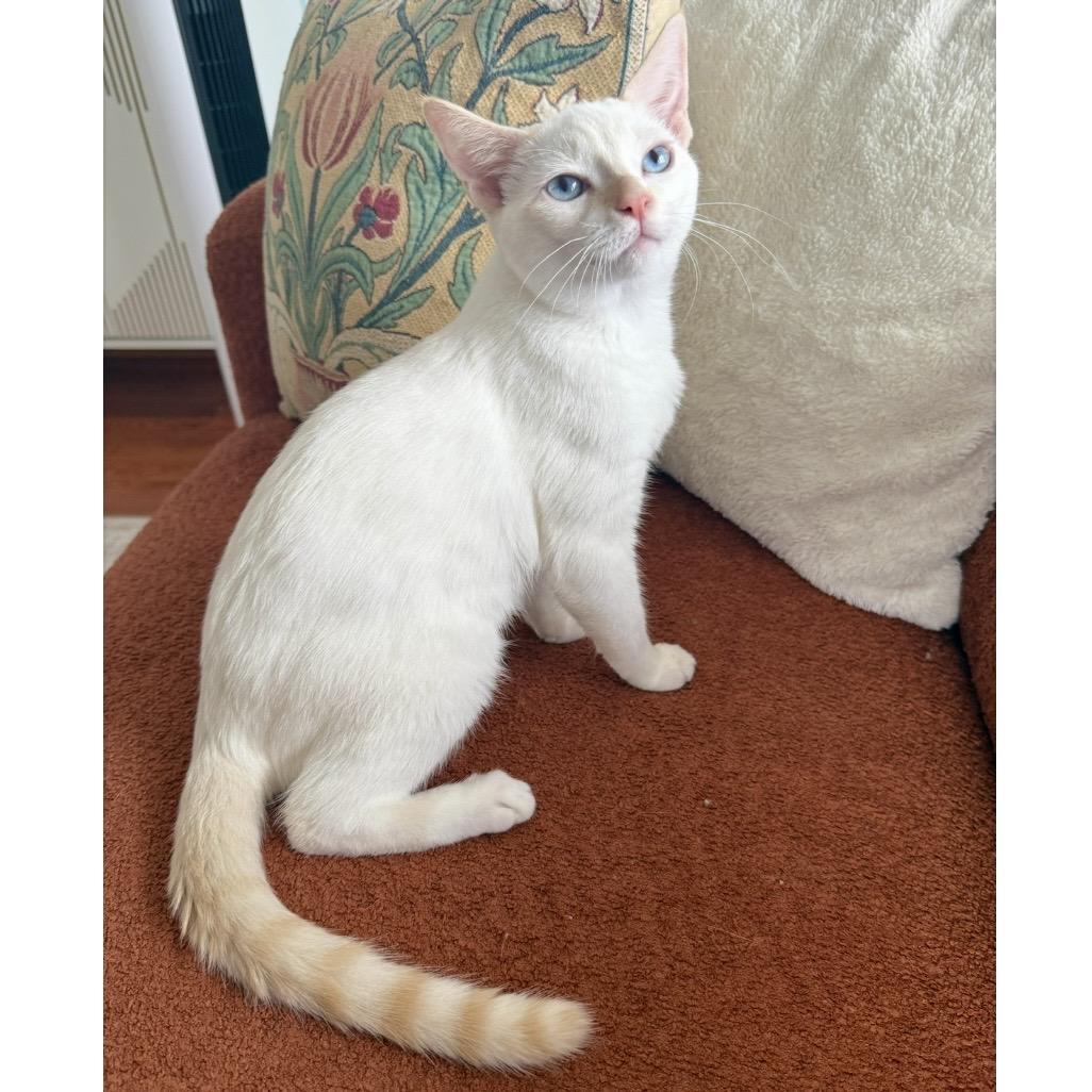 Enlarge Eloise, a Adoptable Domestic Short Hair in Los Angeles, CA image 1/6