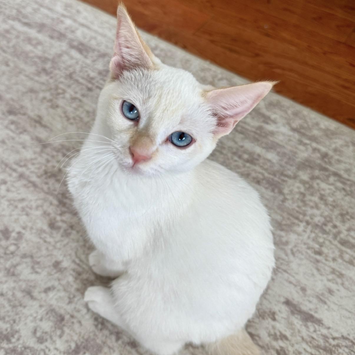 Enlarge Eloise, a Adoptable Domestic Short Hair in Los Angeles, CA image 2/6
