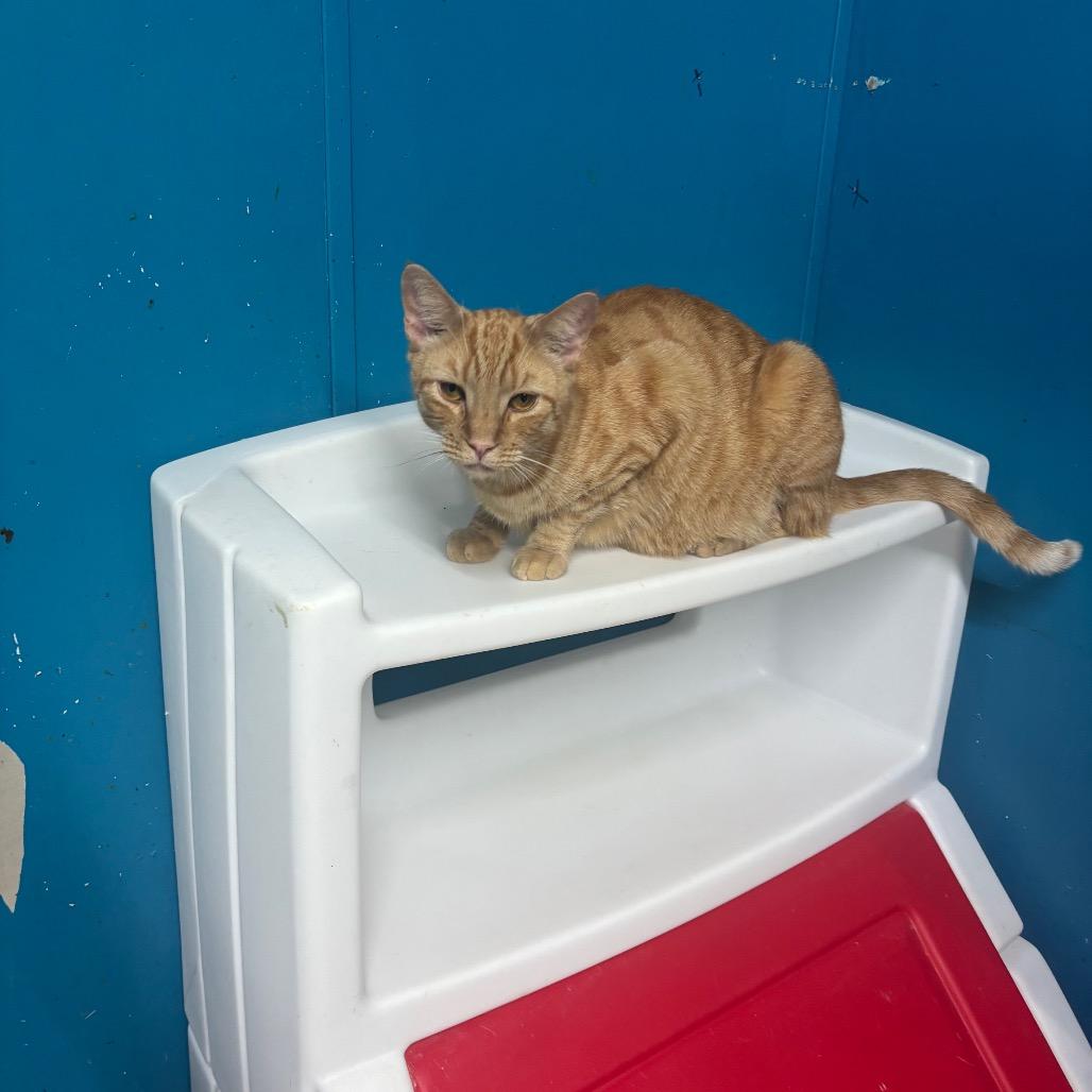 Enlarge Sweet Cake, a Adoptable Domestic Medium Hair in Hinesville, GA image 1/1