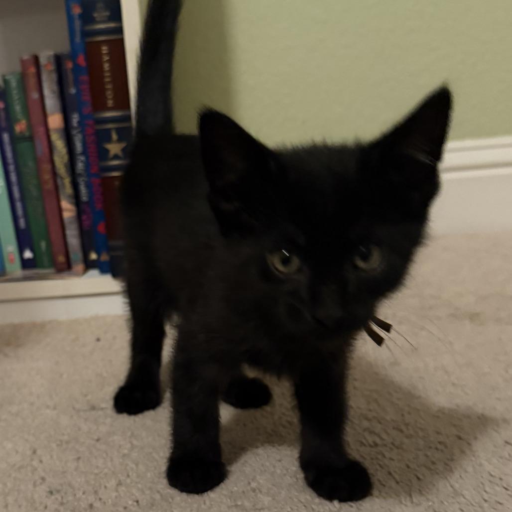 Enlarge Rocket, a Adoptable Domestic Short Hair in Pleasanton, CA image 1/1