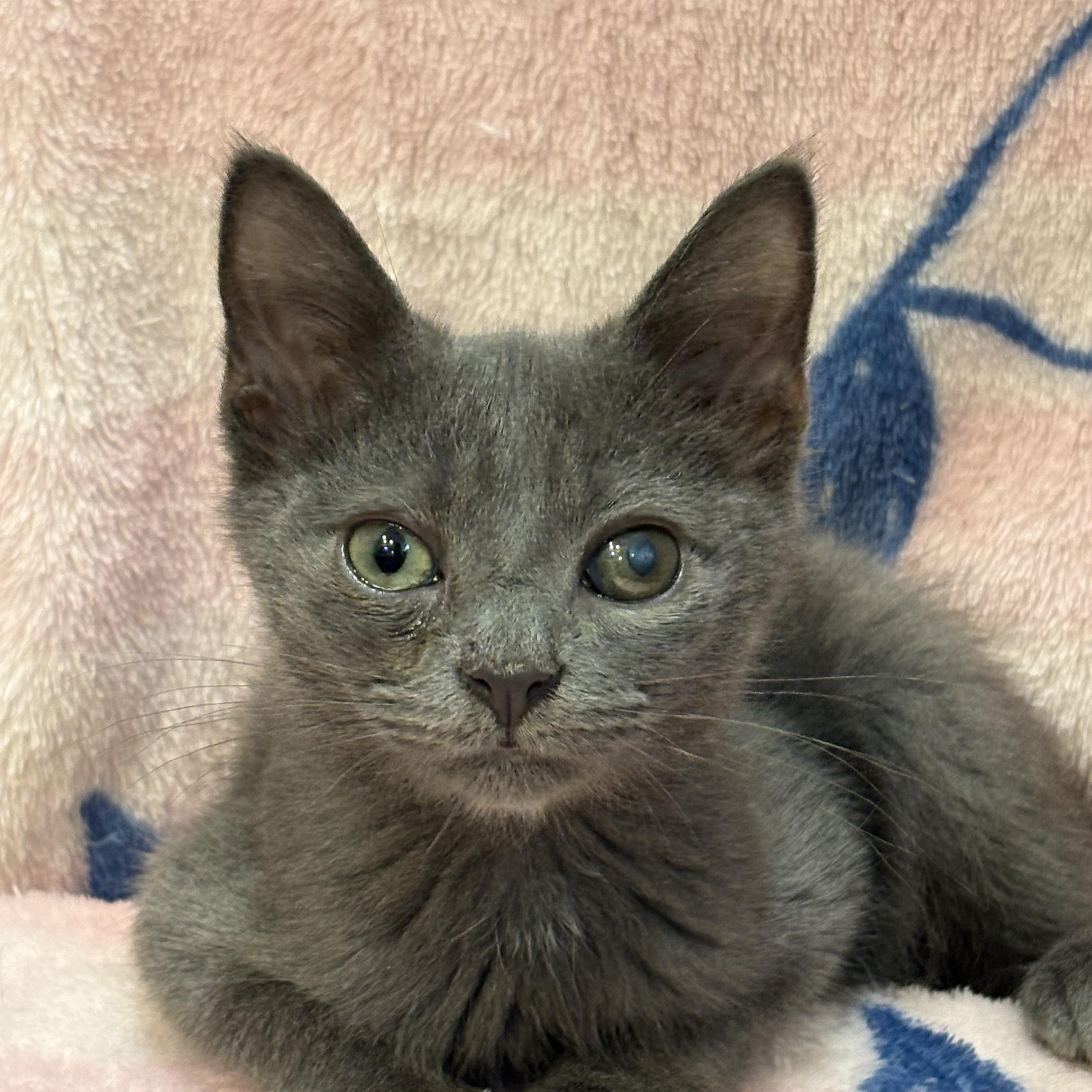 Enlarge Lark, an adopted mixed breed in Moriches, NY image 2/2