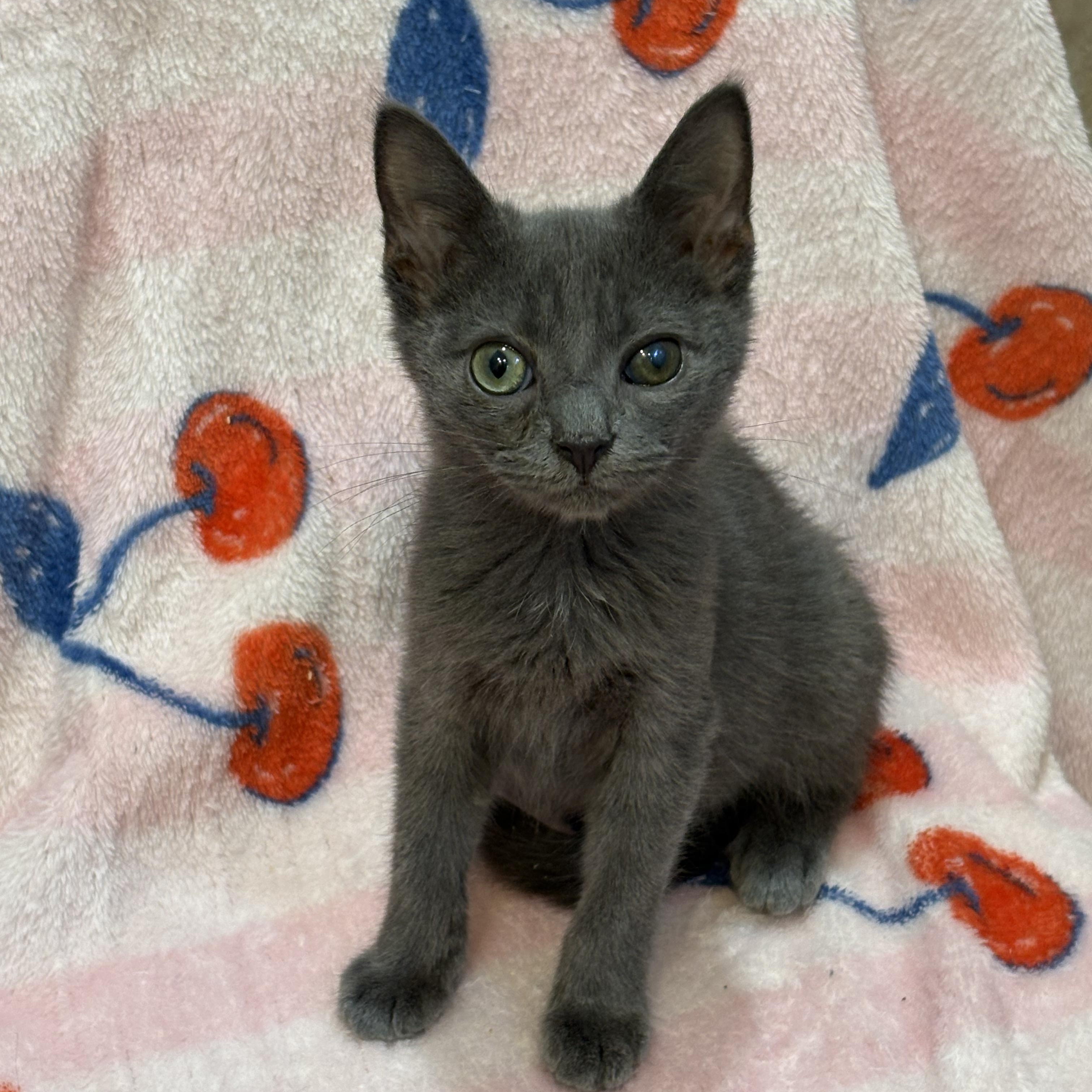 Enlarge Lark, an adopted mixed breed in Moriches, NY image 1/2