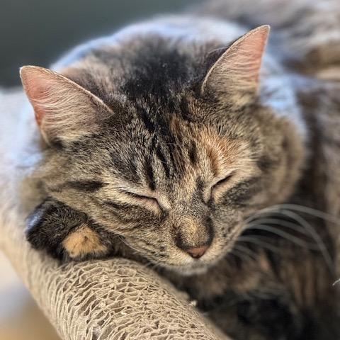 Rebecca Welton, Adoptable, Adult Female Domestic Medium Hair.