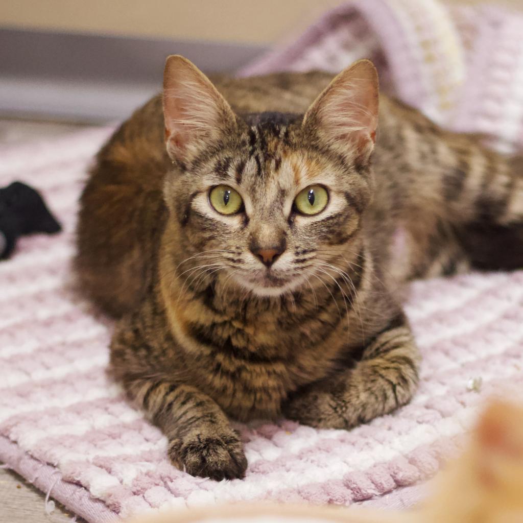 Enlarge Rebecca Welton, a Adoptable Domestic Medium Hair in Cumming, GA image 2/6
