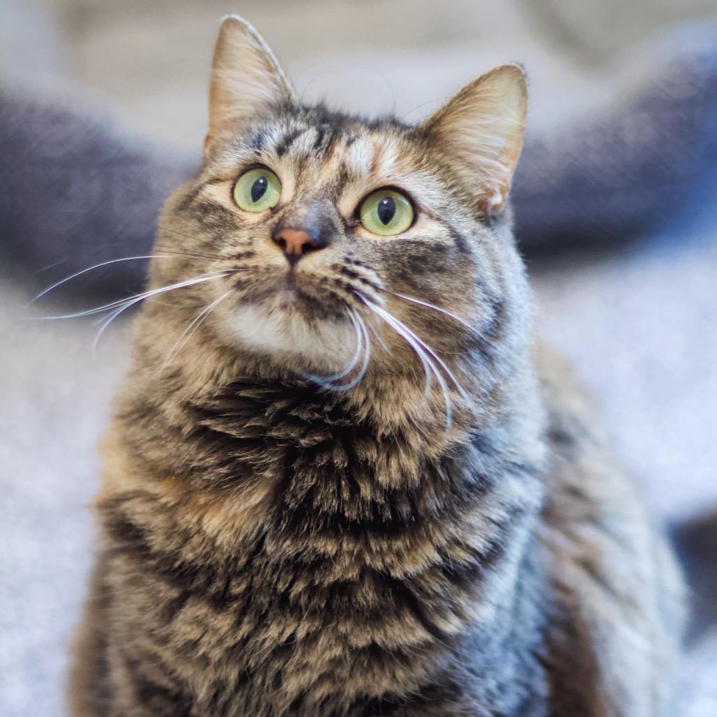 Enlarge Rebecca Welton, a Adoptable Domestic Medium Hair in Cumming, GA image 3/6