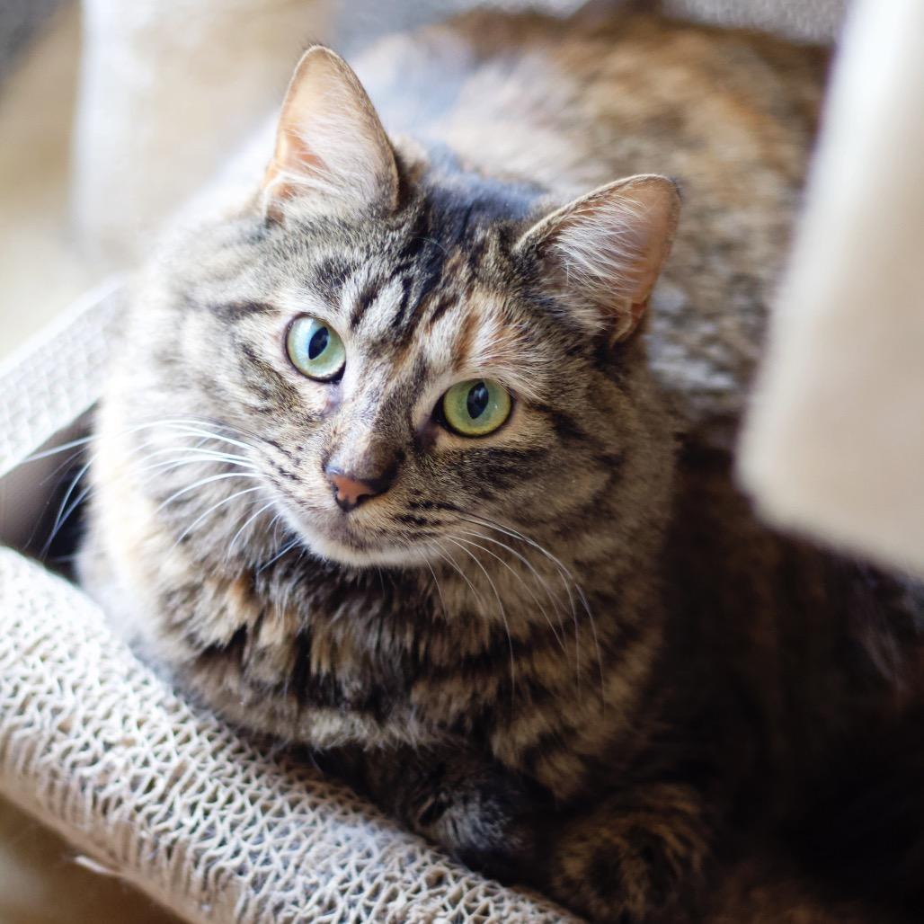 Enlarge Rebecca Welton, a Adoptable Domestic Medium Hair in Cumming, GA image 4/6