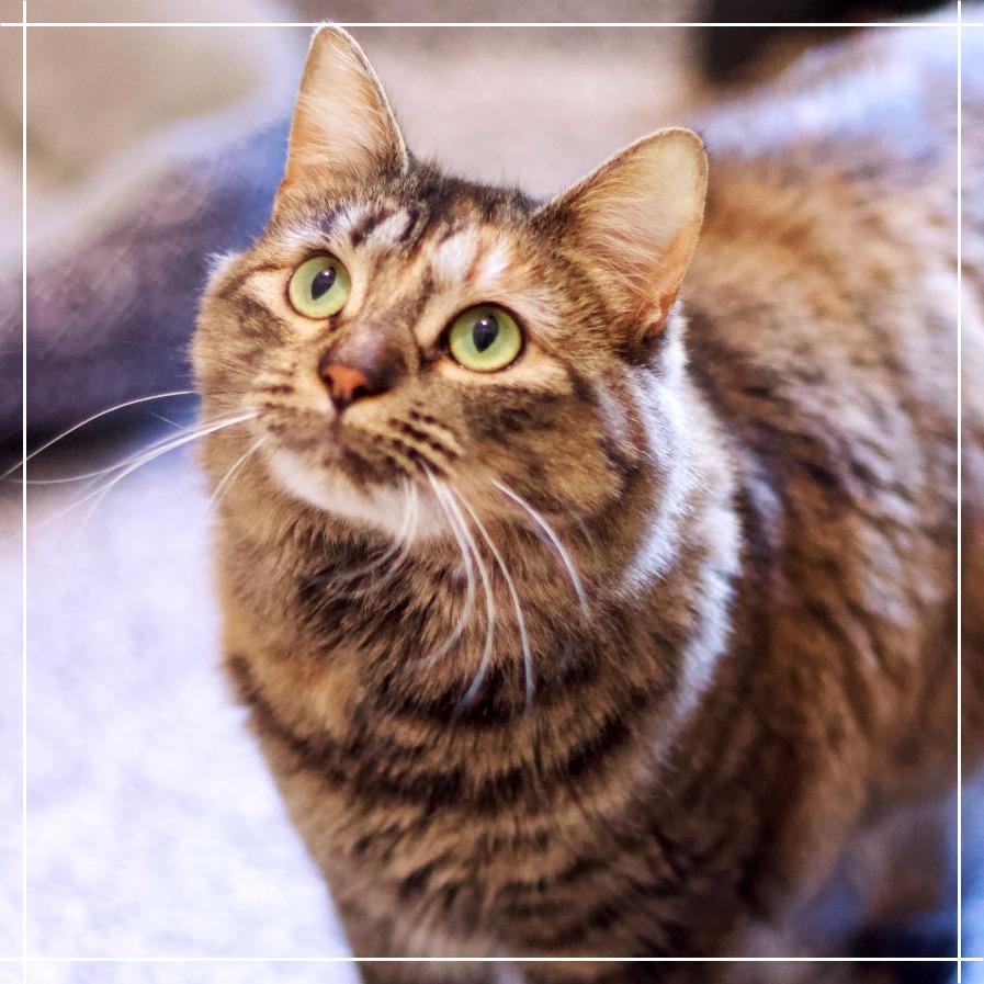 Enlarge Rebecca Welton, a Adoptable Domestic Medium Hair in Cumming, GA image 5/6