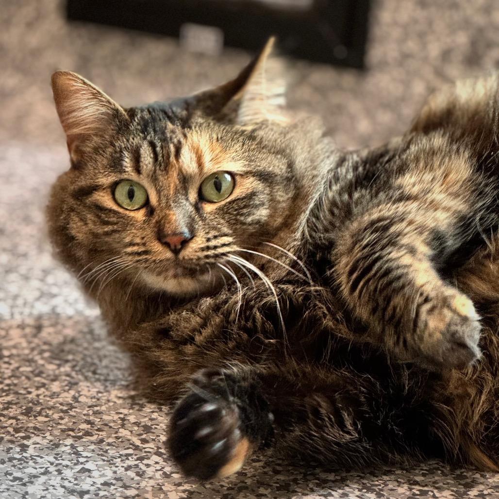 Enlarge Rebecca Welton, a Adoptable Domestic Medium Hair in Cumming, GA image 6/6