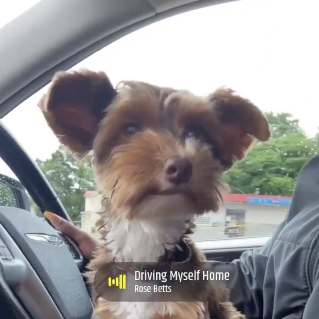 Hemi - MISSING, a Adoptable Yorkshire Terrier in Lynchburg, VA image 1/4