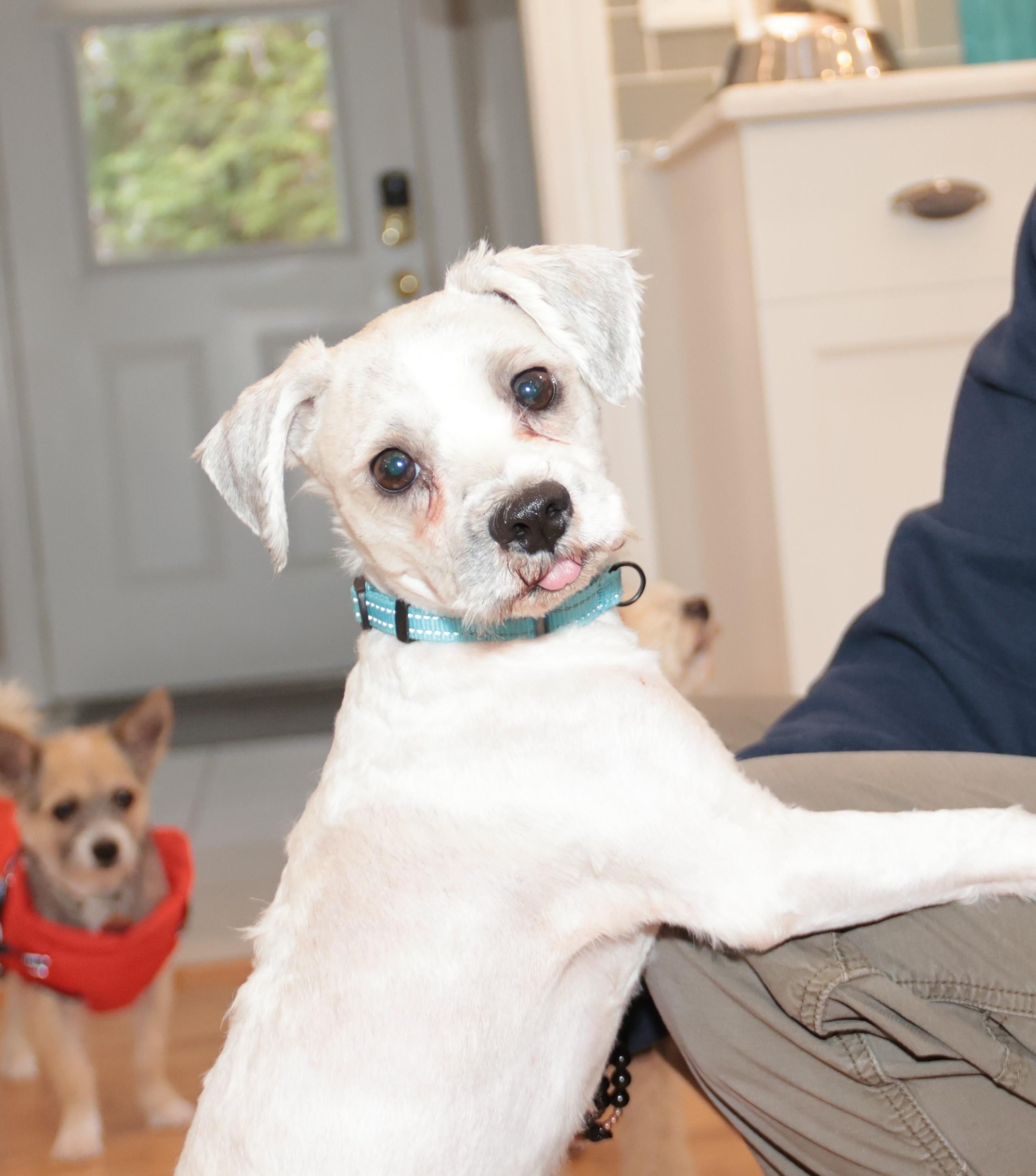 Enlarge Gabriel, an adopted mixed breed in POTOMAC, MD image 1/6