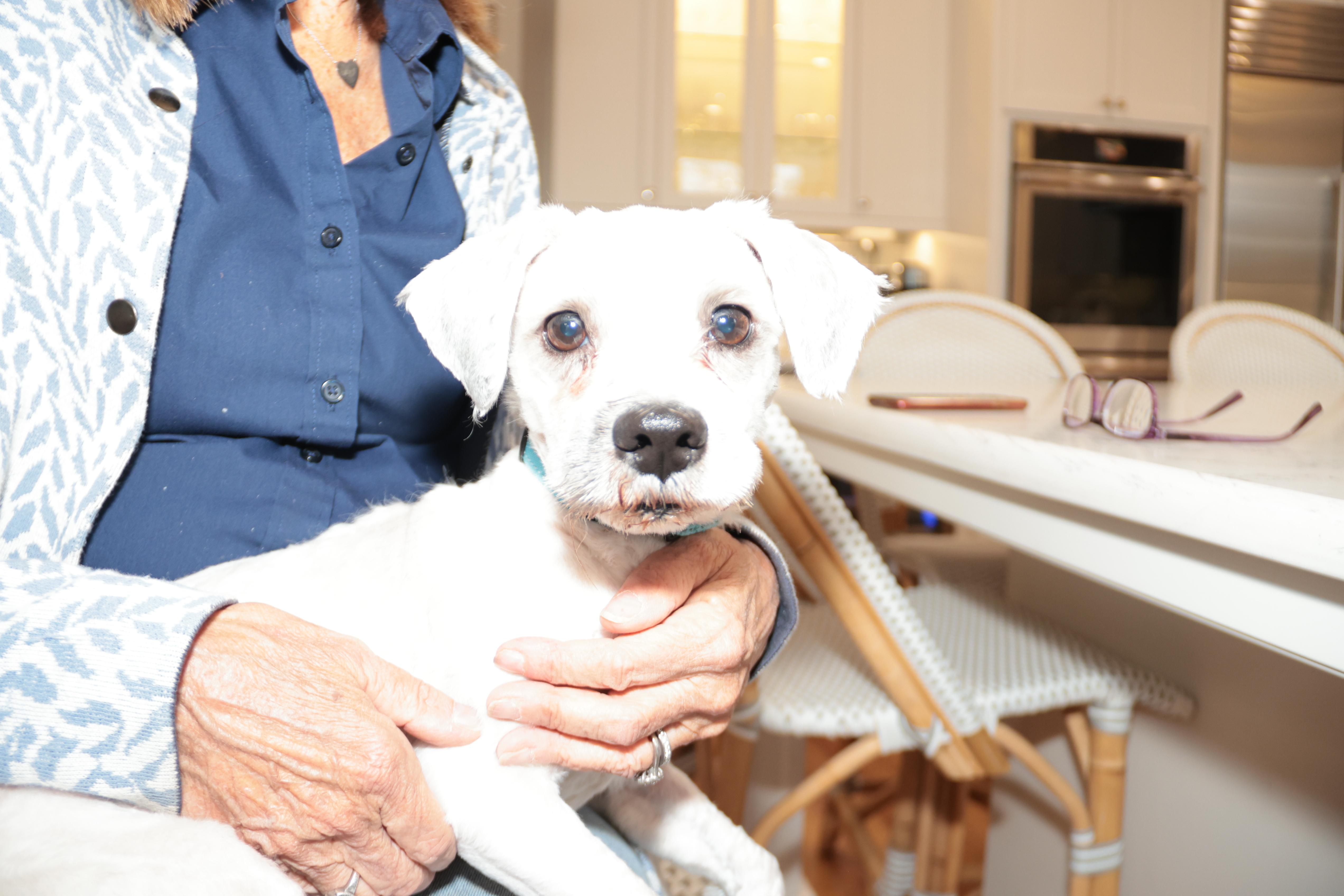 Enlarge Gabriel, an adopted mixed breed in POTOMAC, MD image 2/6