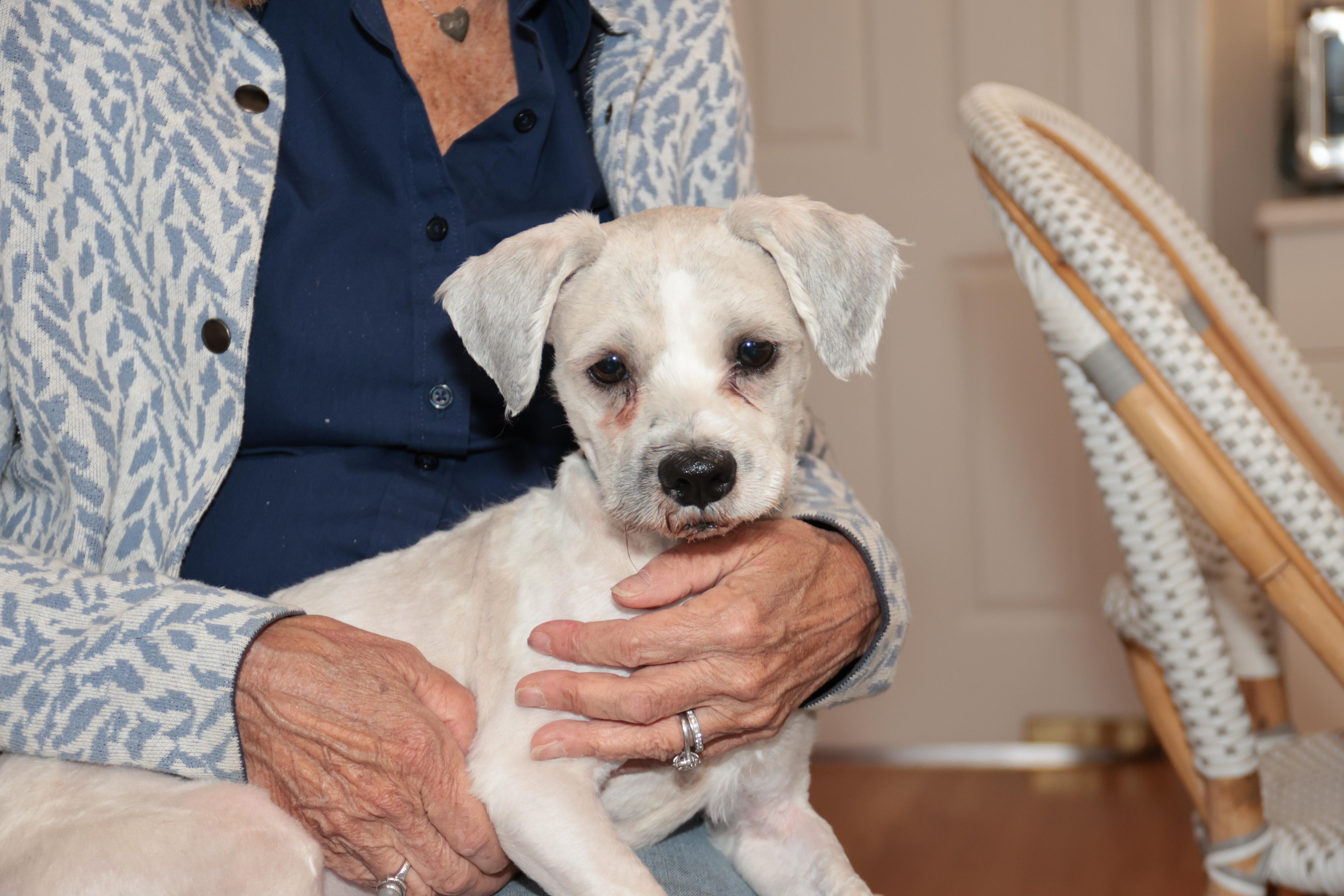 Enlarge Gabriel, an adopted mixed breed in POTOMAC, MD image 3/6