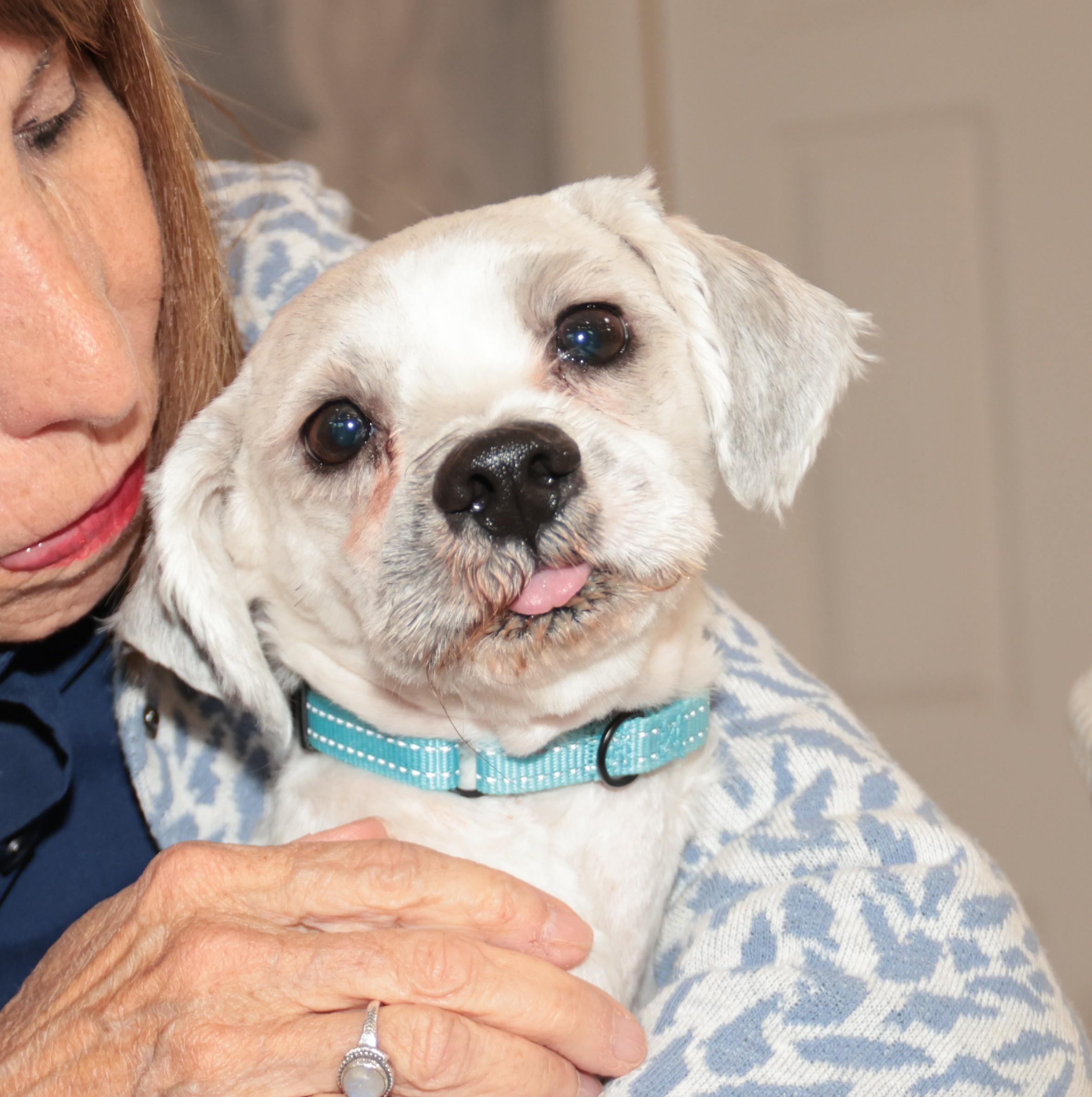 Enlarge Gabriel, an adopted mixed breed in POTOMAC, MD image 4/6