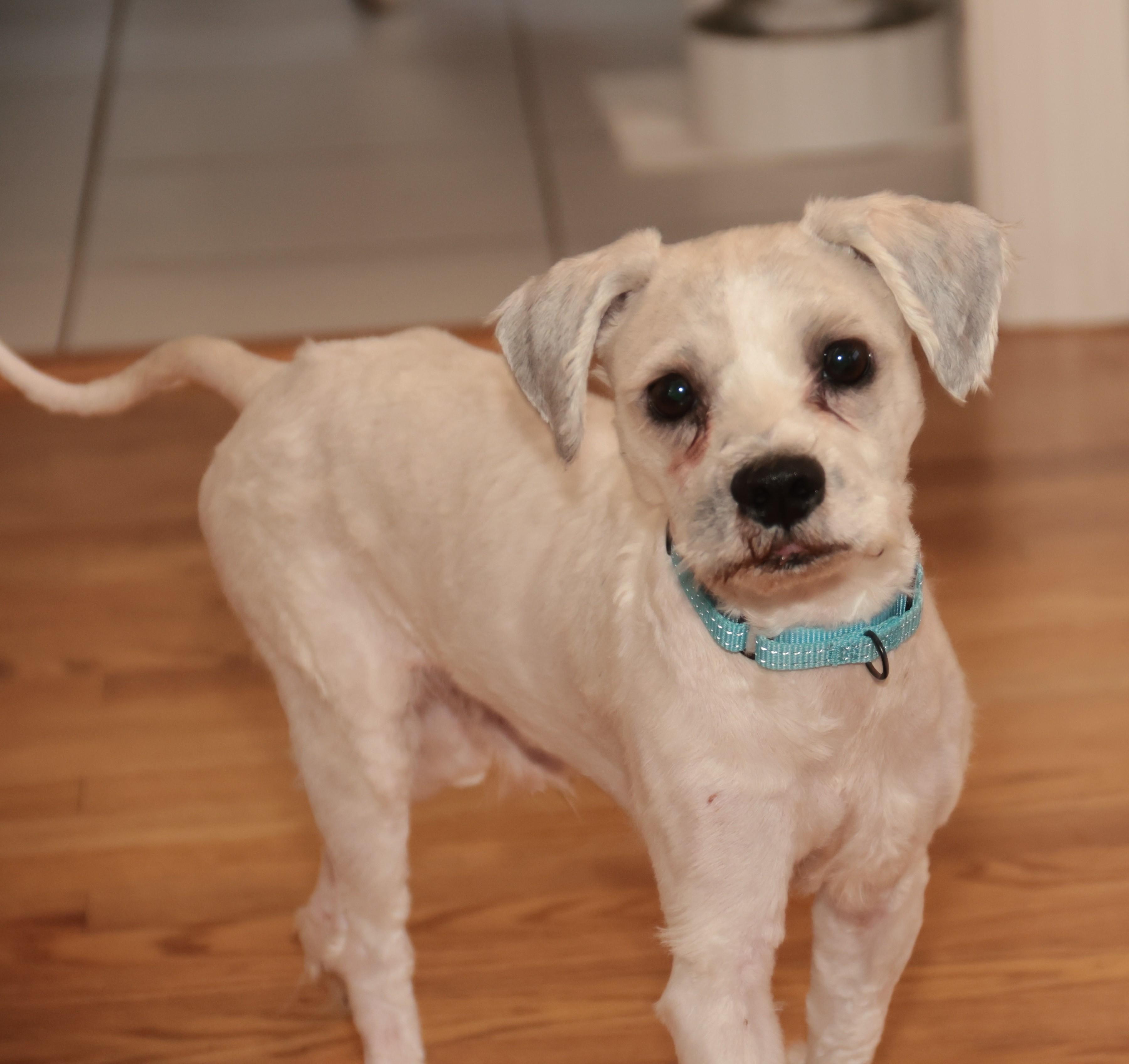 Enlarge Gabriel, an adopted mixed breed in POTOMAC, MD image 5/6