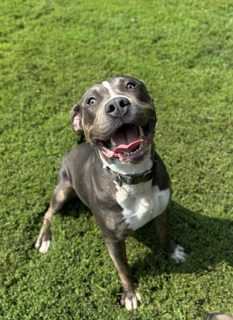 Beefcake, Adoptable, Young Male Bull Terrier.