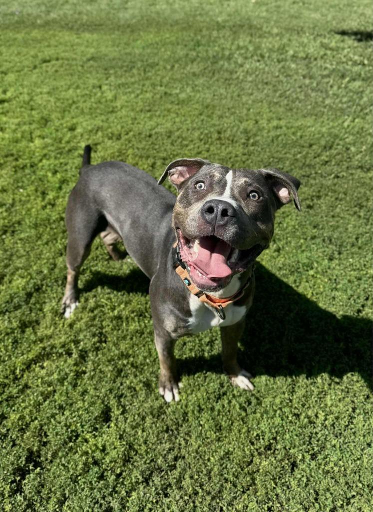 Enlarge Beefcake, a Adoptable Bull Terrier in Grand Forks, ND image 2/6