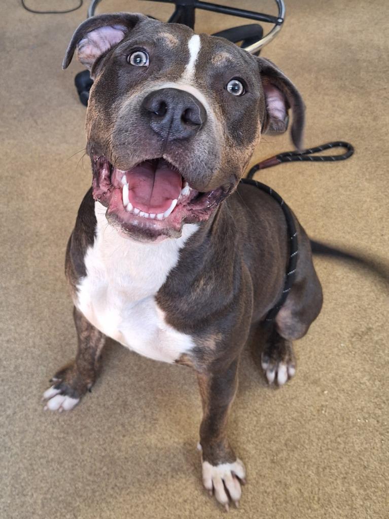 Enlarge Beefcake, a Adoptable Bull Terrier in Grand Forks, ND image 3/6