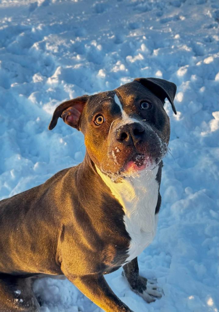 Enlarge Beefcake, a Adoptable Bull Terrier in Grand Forks, ND image 4/6
