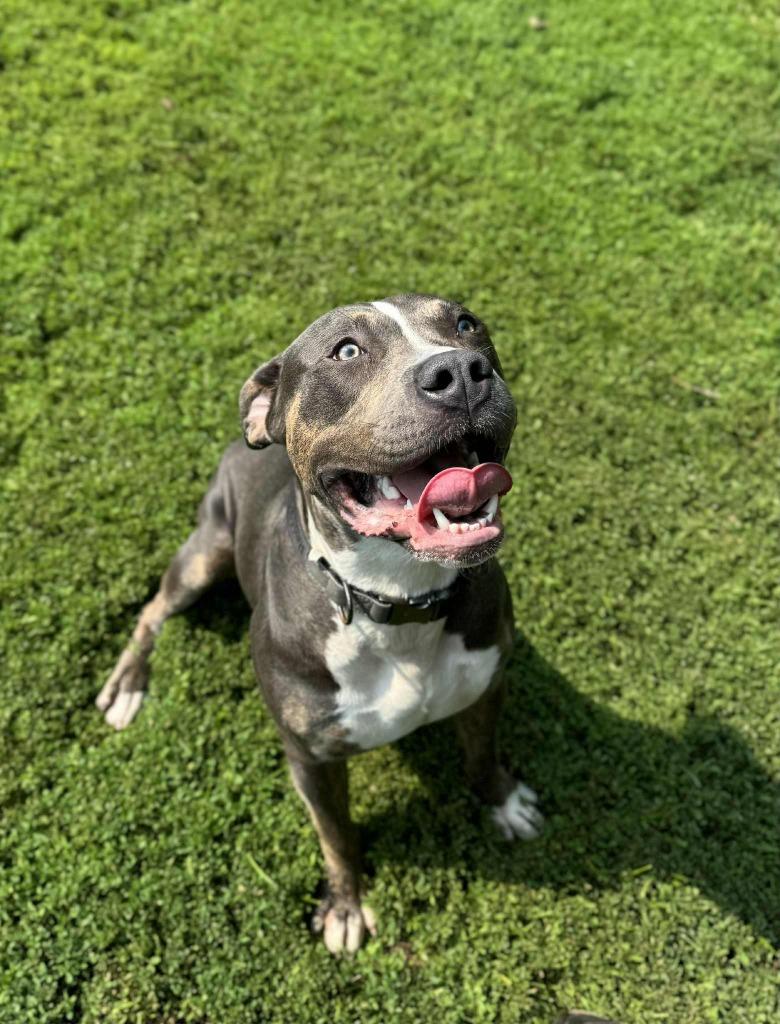 Enlarge Beefcake, a Adoptable Bull Terrier in Grand Forks, ND image 5/6