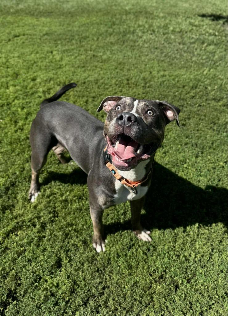Enlarge Beefcake, a Adoptable Bull Terrier in Grand Forks, ND image 6/6