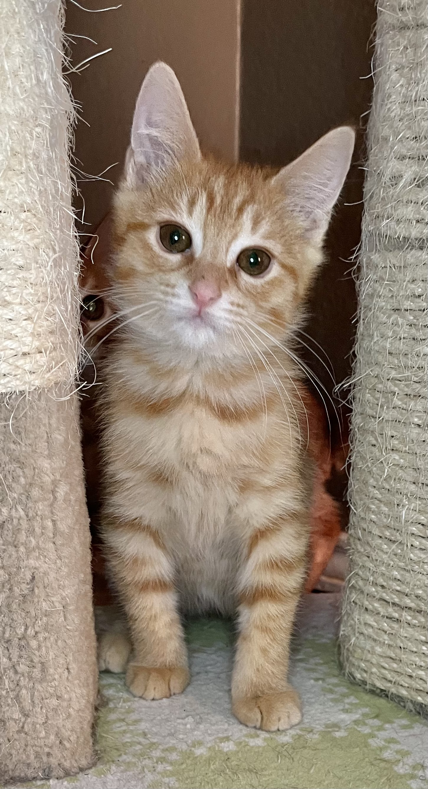 Cat for adoption Billy Jack, a Domestic Short Hair in Fort Worth, TX