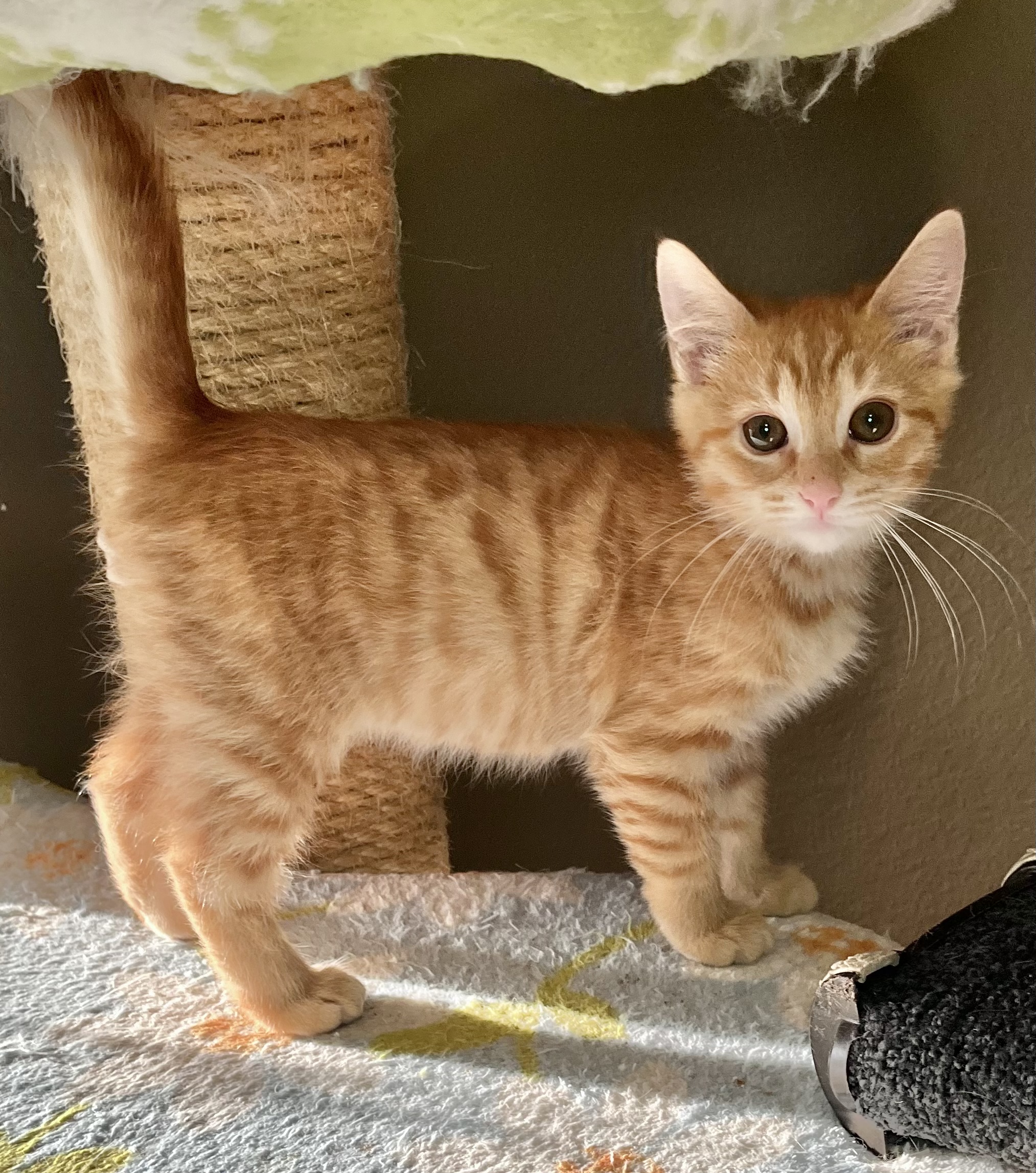 Cat for adoption Billy Jack, a Domestic Short Hair in Fort Worth, TX