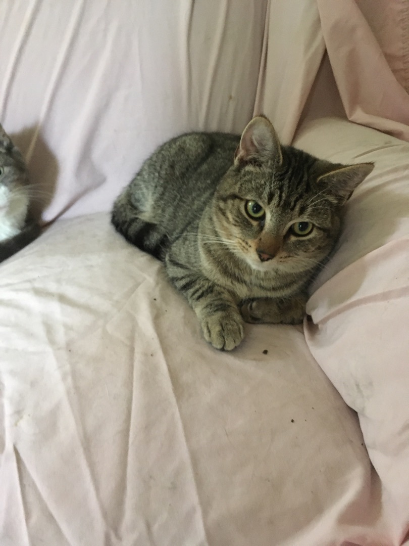 Ronnie, a Adoptable Domestic Short Hair in Stuart, VA image 1/4