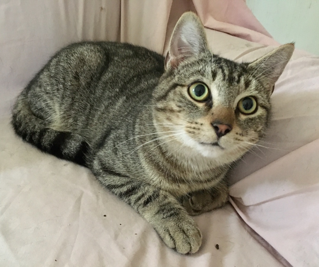 Ronnie, a Adoptable Domestic Short Hair in Stuart, VA image 2/4