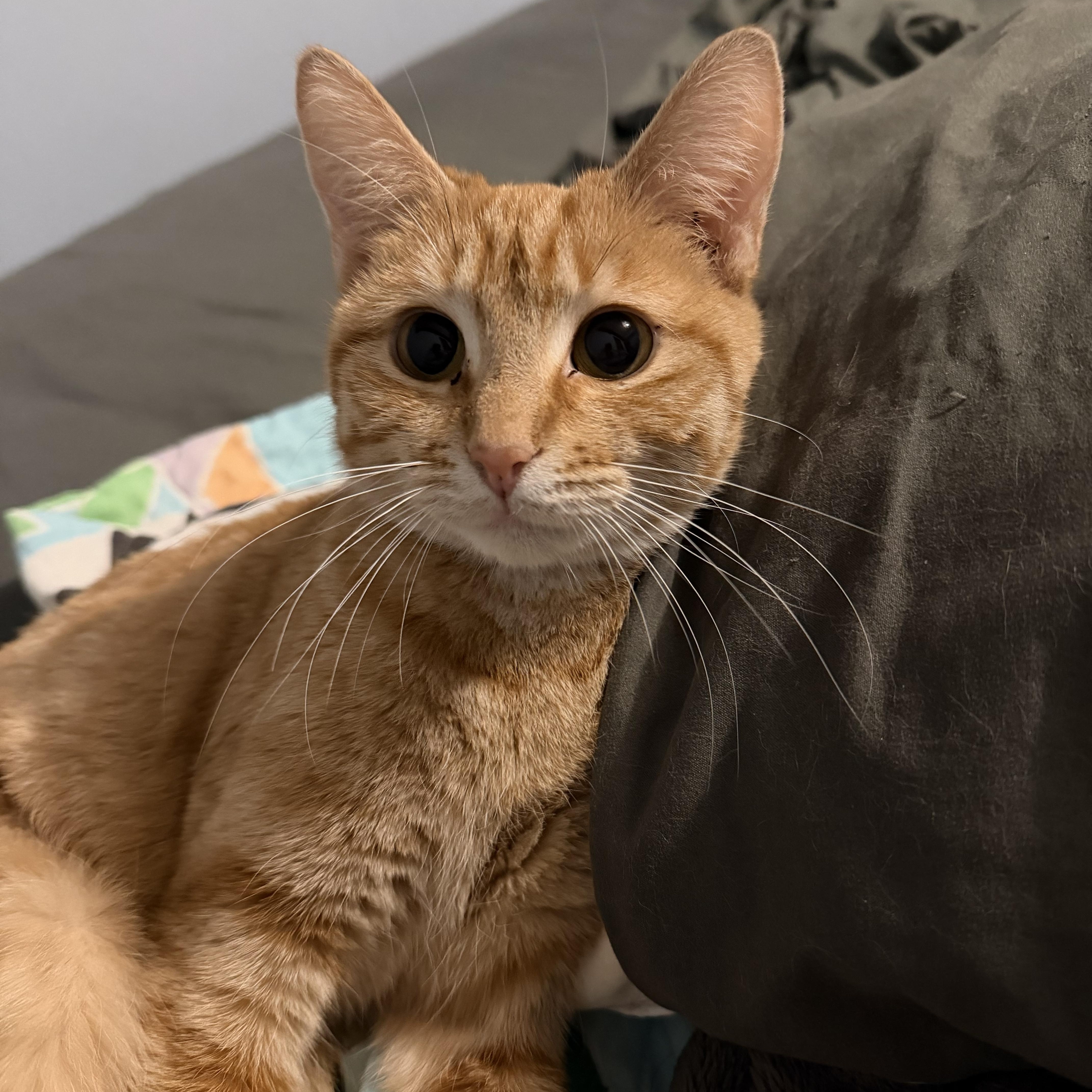 Enlarge Toast, a ADOPTABLE Domestic Short Hair in Greenwood, IN image 5/6