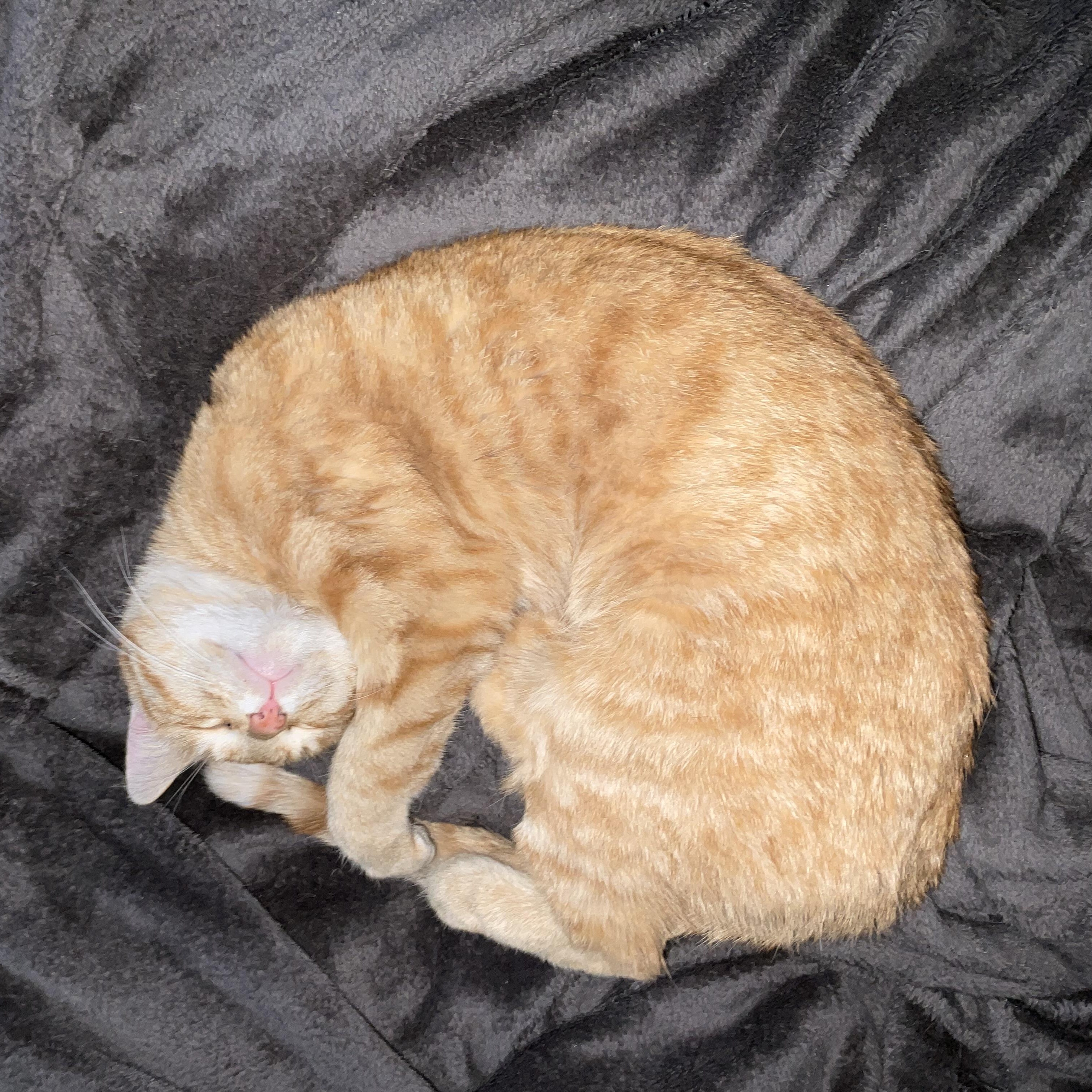 Enlarge Toast, a ADOPTABLE Domestic Short Hair in Greenwood, IN image 6/6