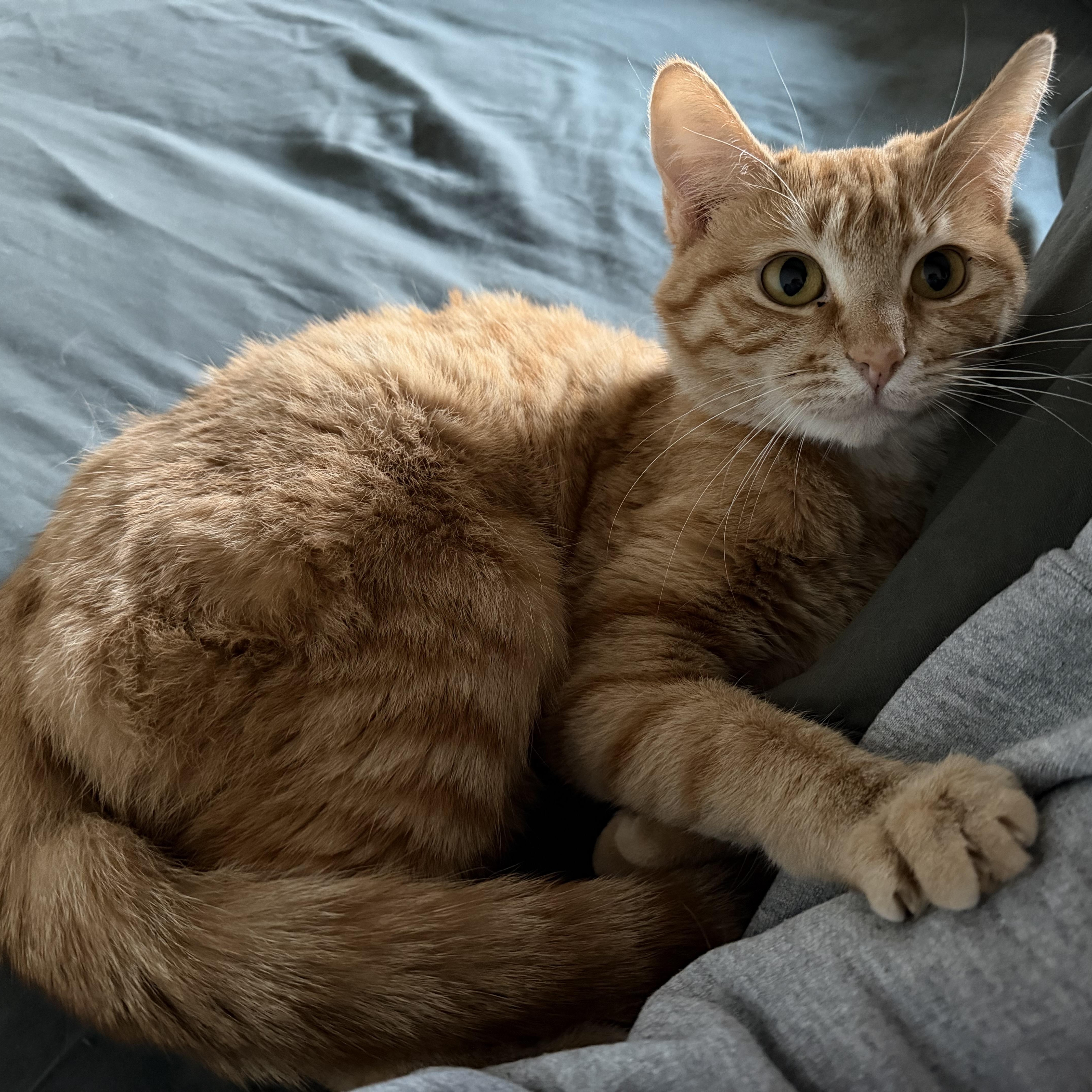 Enlarge Toast, a ADOPTABLE Domestic Short Hair in Greenwood, IN image 1/6