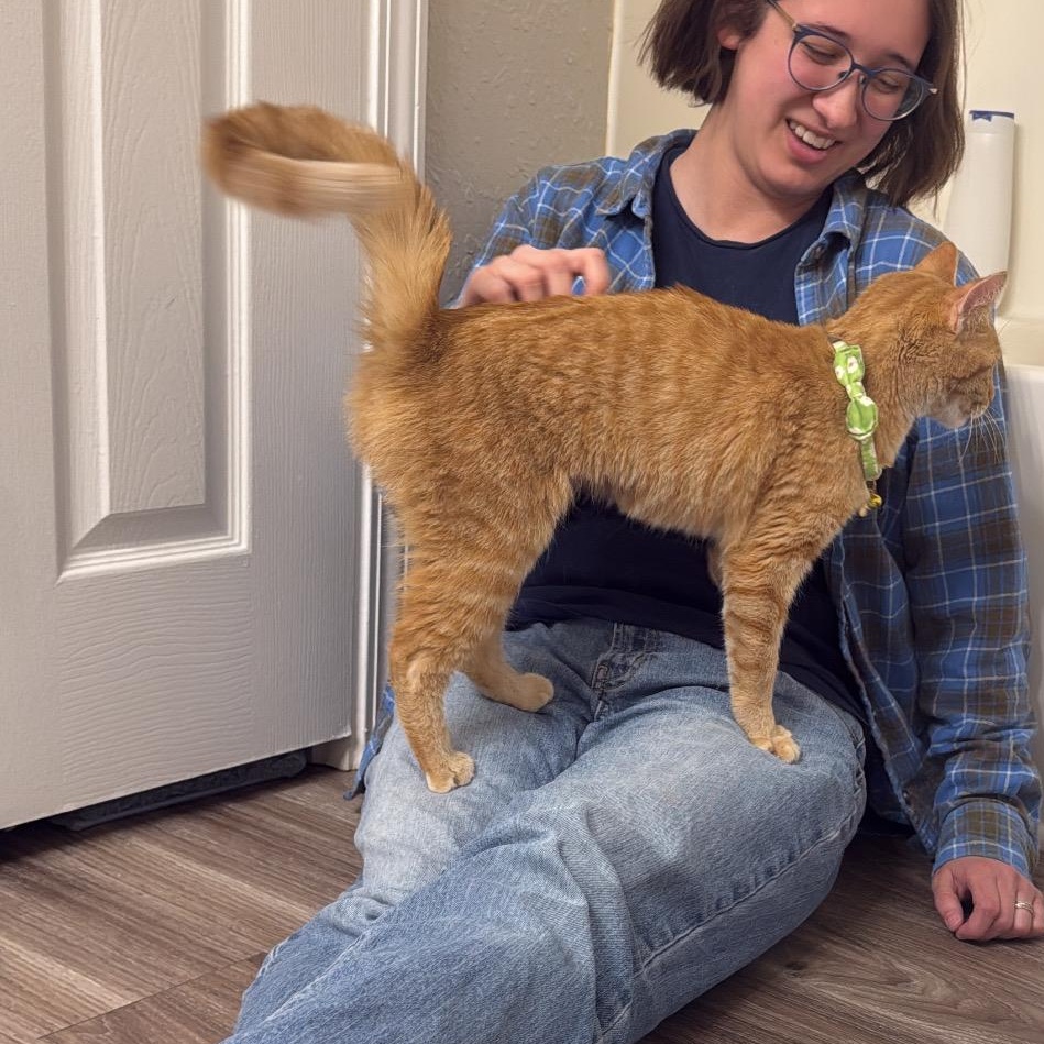 Enlarge Toast, a ADOPTABLE Domestic Short Hair in Greenwood, IN image 4/6