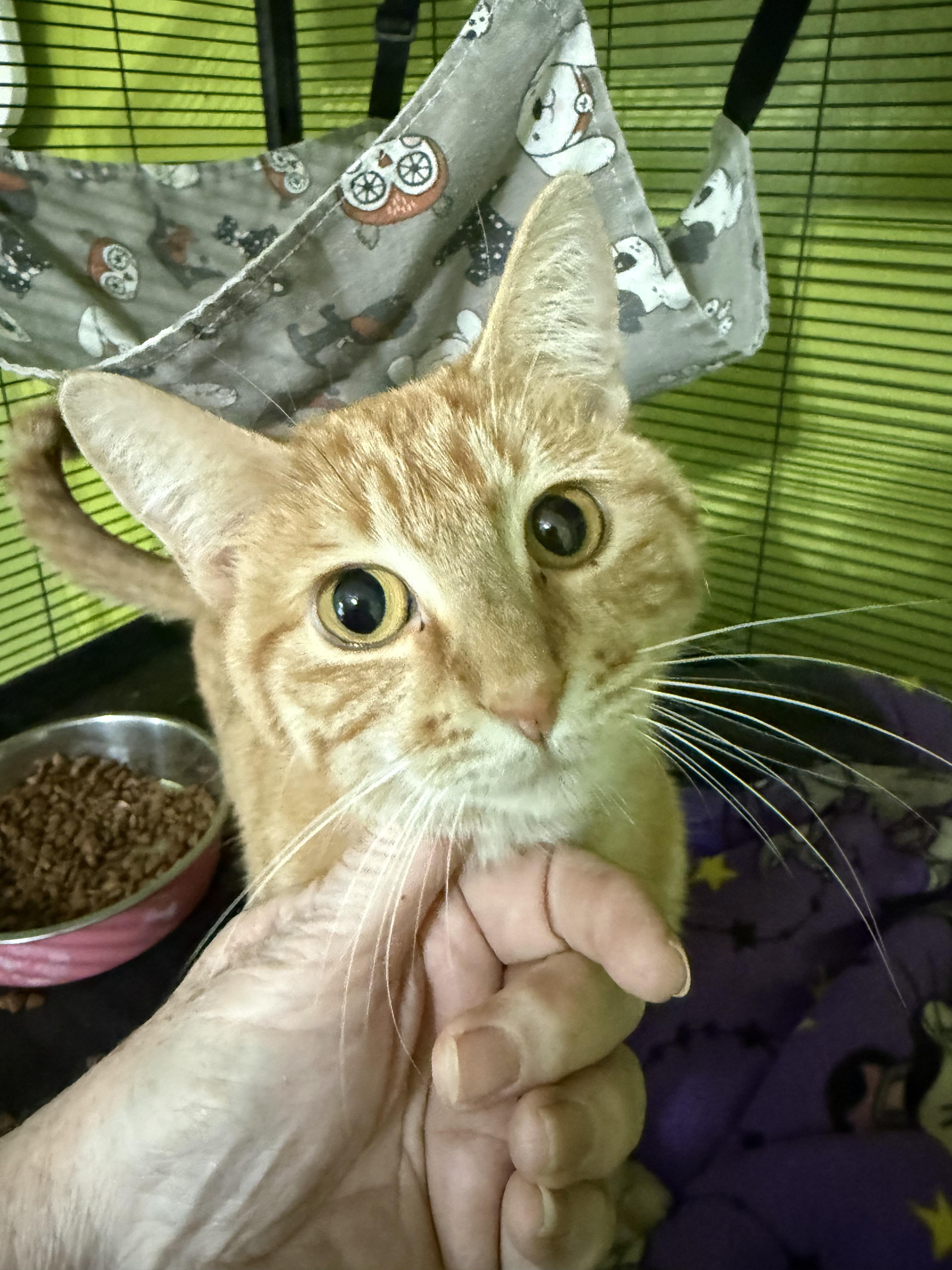 Enlarge Toast, a ADOPTABLE Domestic Short Hair in Greenwood, IN image 3/6