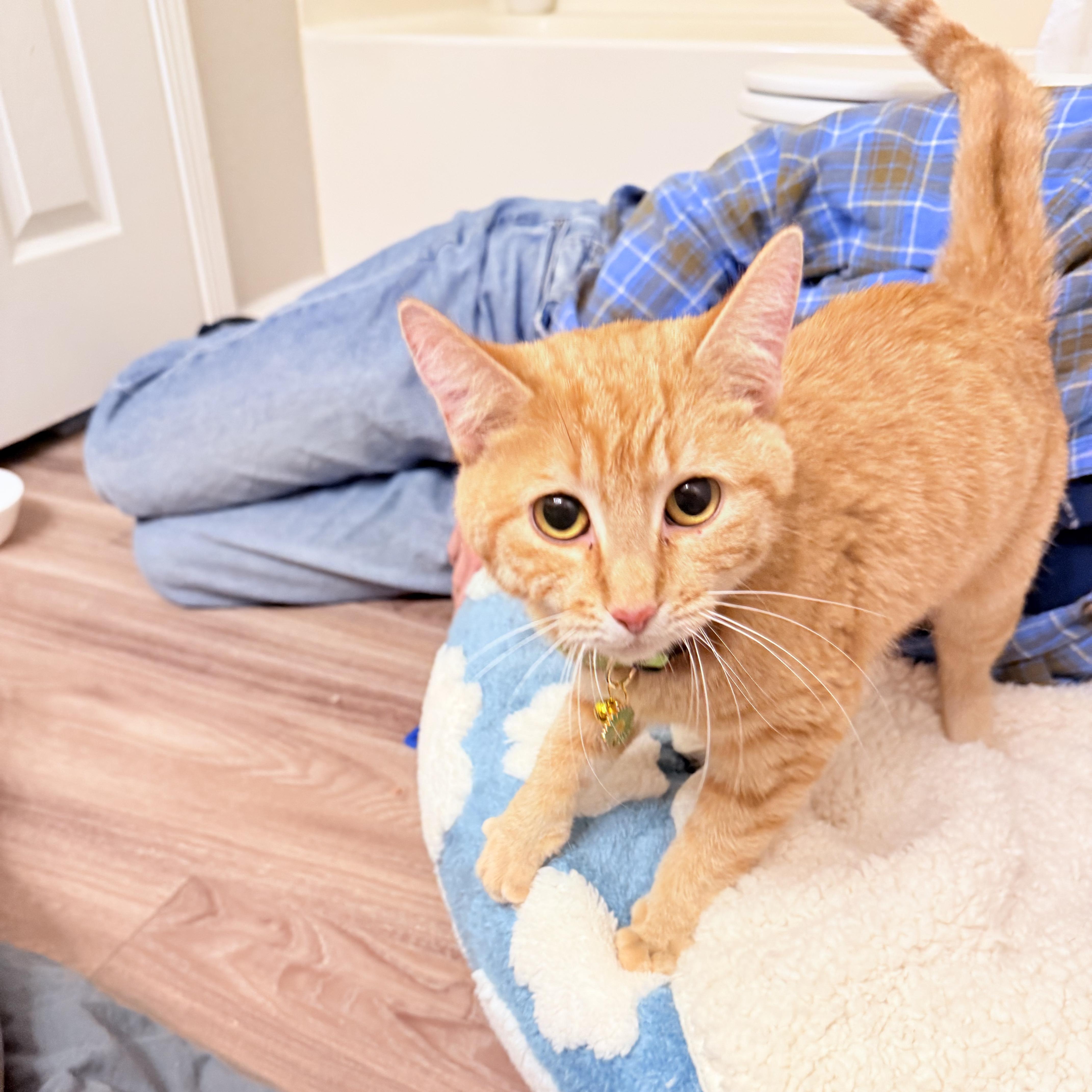 Enlarge Toast, a ADOPTABLE Domestic Short Hair in Greenwood, IN image 2/6