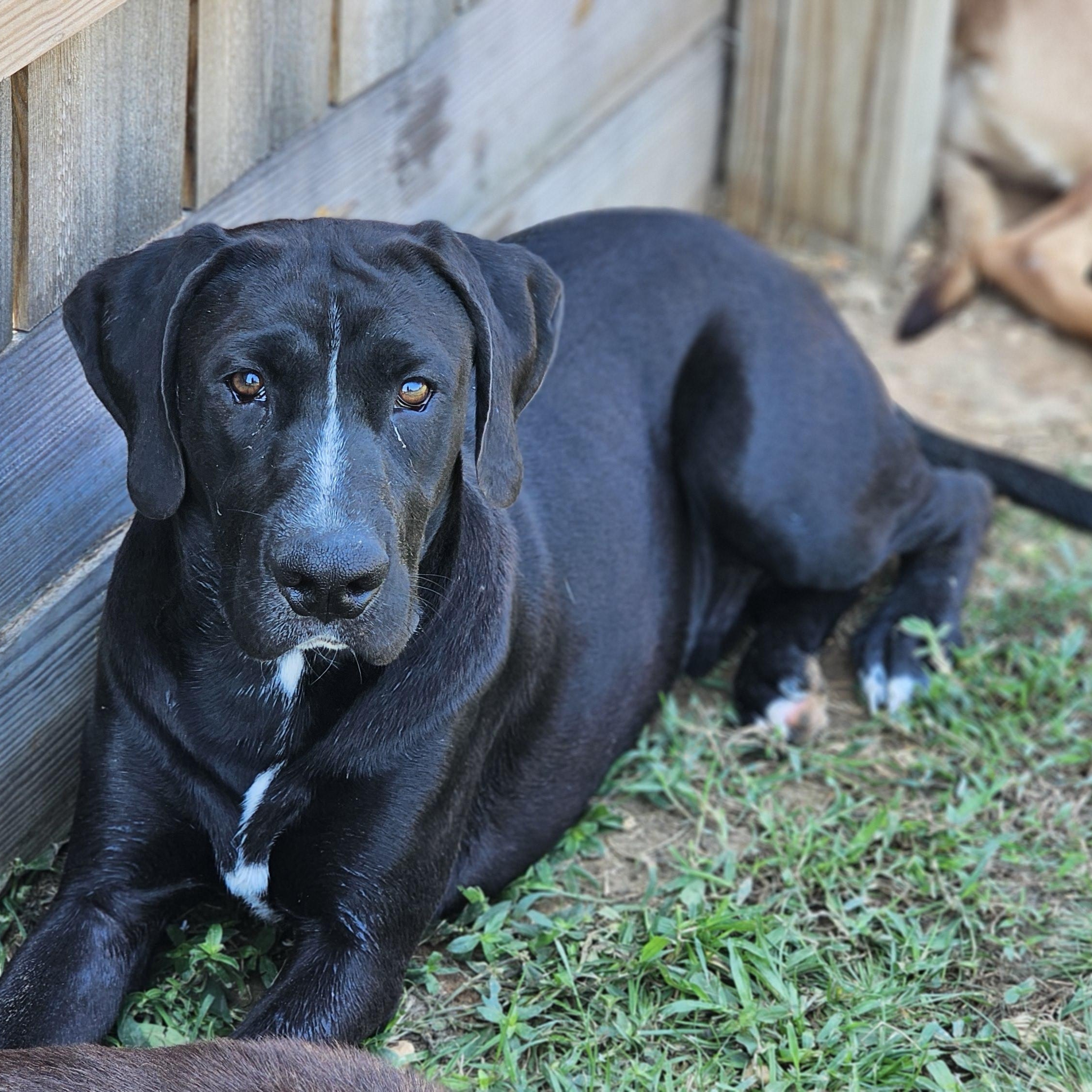 Jet, Adult Male Labrador Retriever