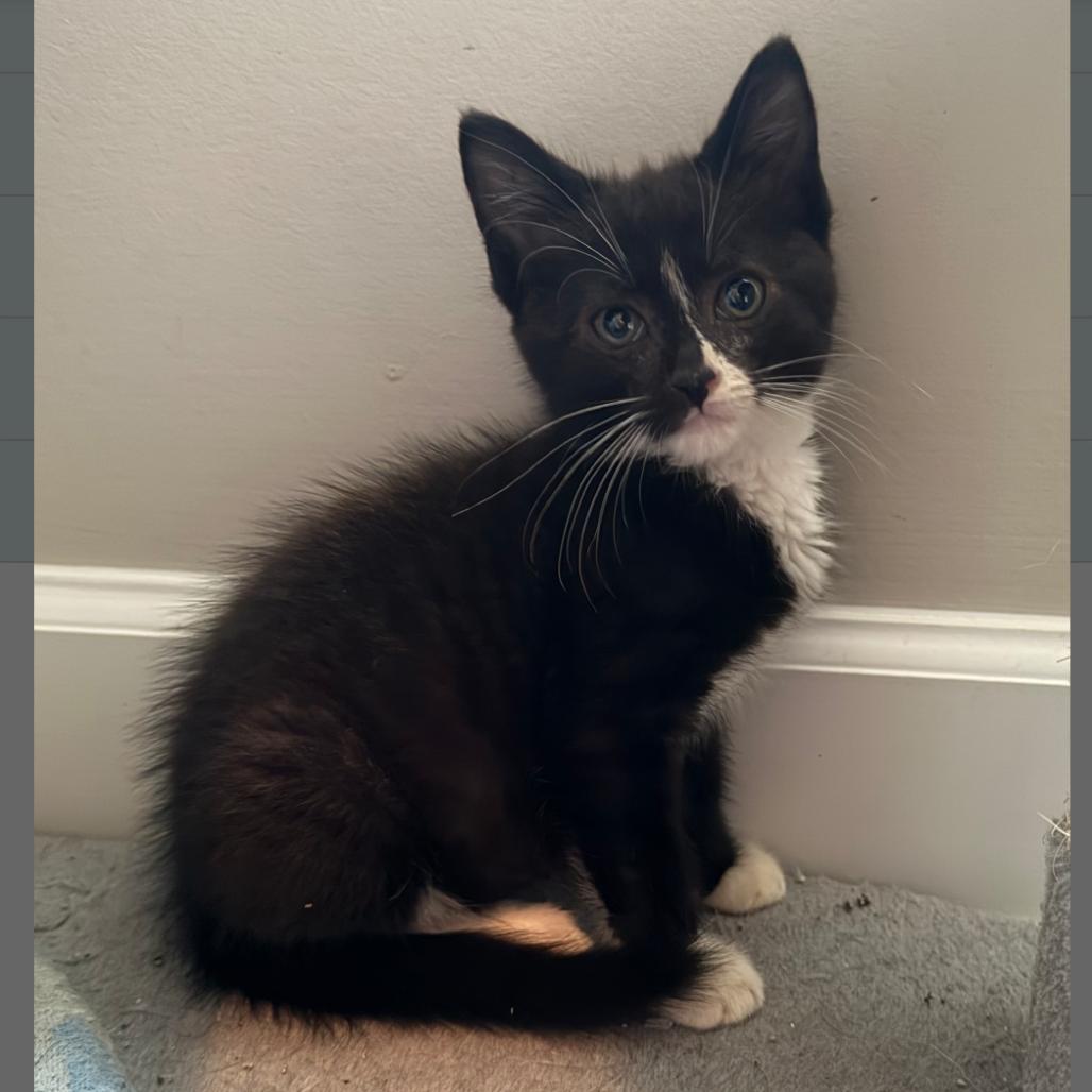Enlarge Waltz, a ADOPTABLE Domestic Short Hair in Murfreesboro, TN image 2/2