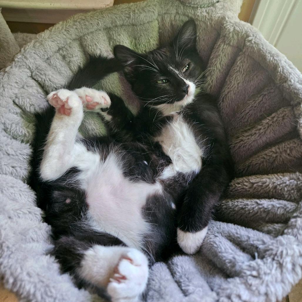 Waltz, ADOPTABLE, Kitten Male Domestic Short Hair.