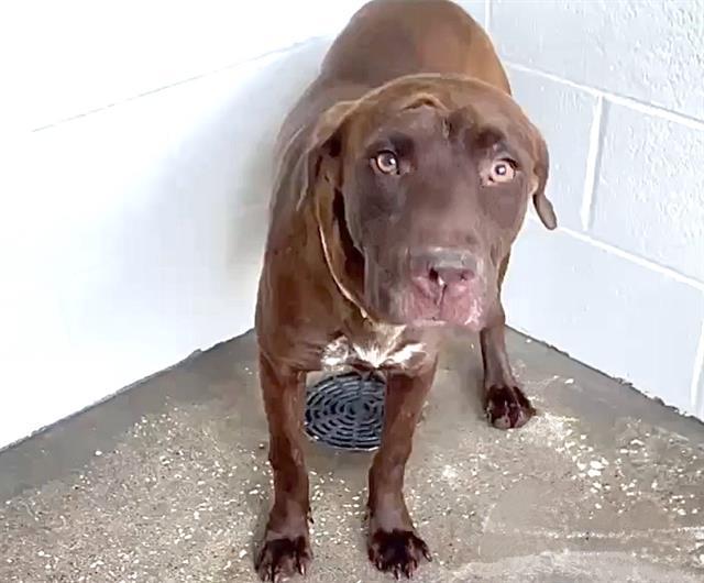 REGGIE, Adoptable, Adult Male Labrador Retriever & Mixed Breed.