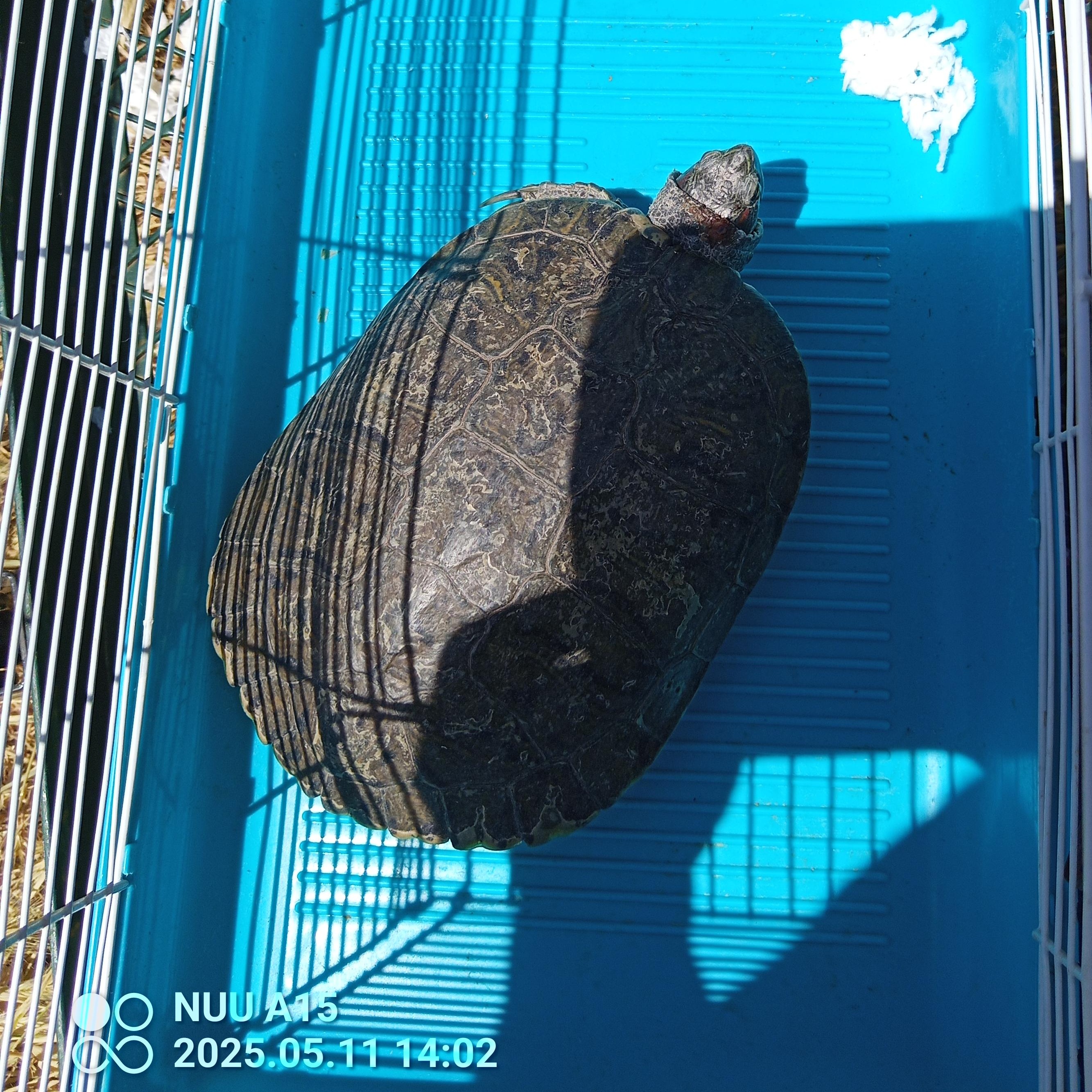 Enlarge RES turtle 27-25, a Adoptable Red-Eared Slider in Modesto, CA image 1/1